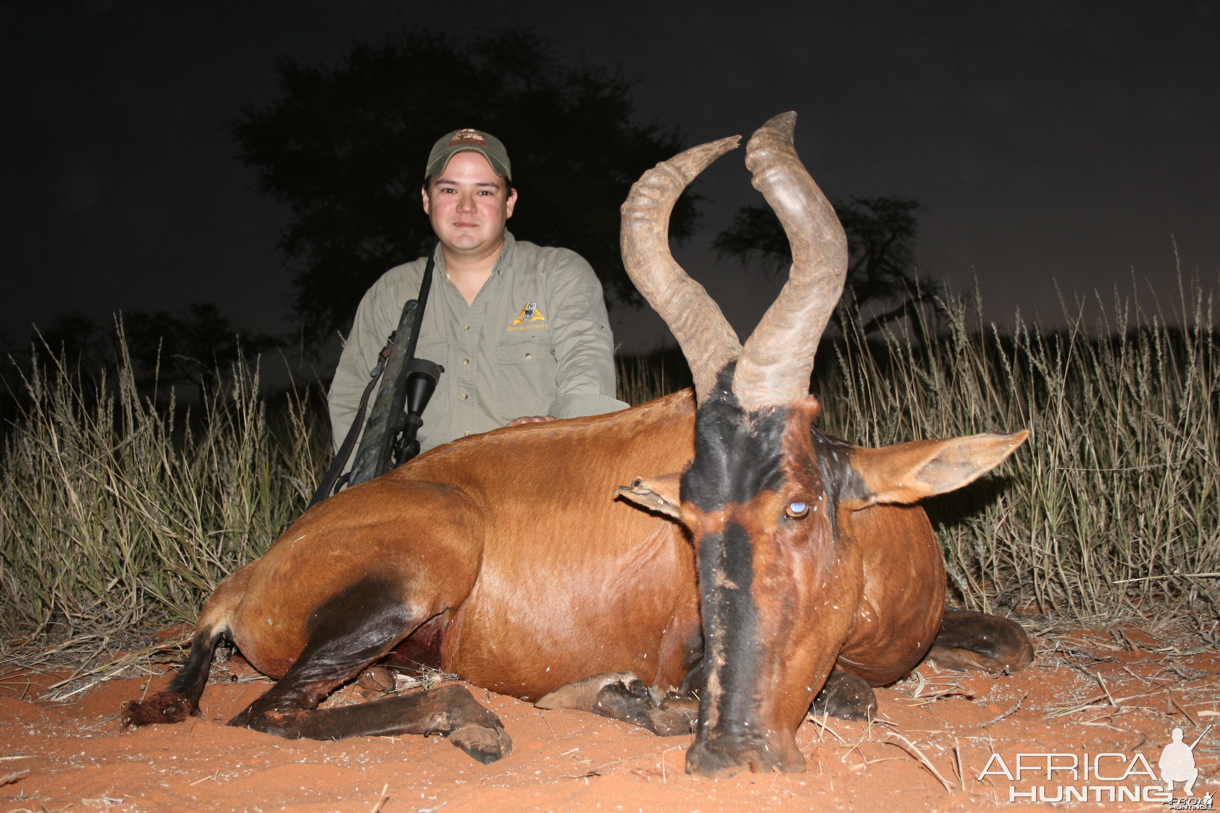 Red Hartebeest