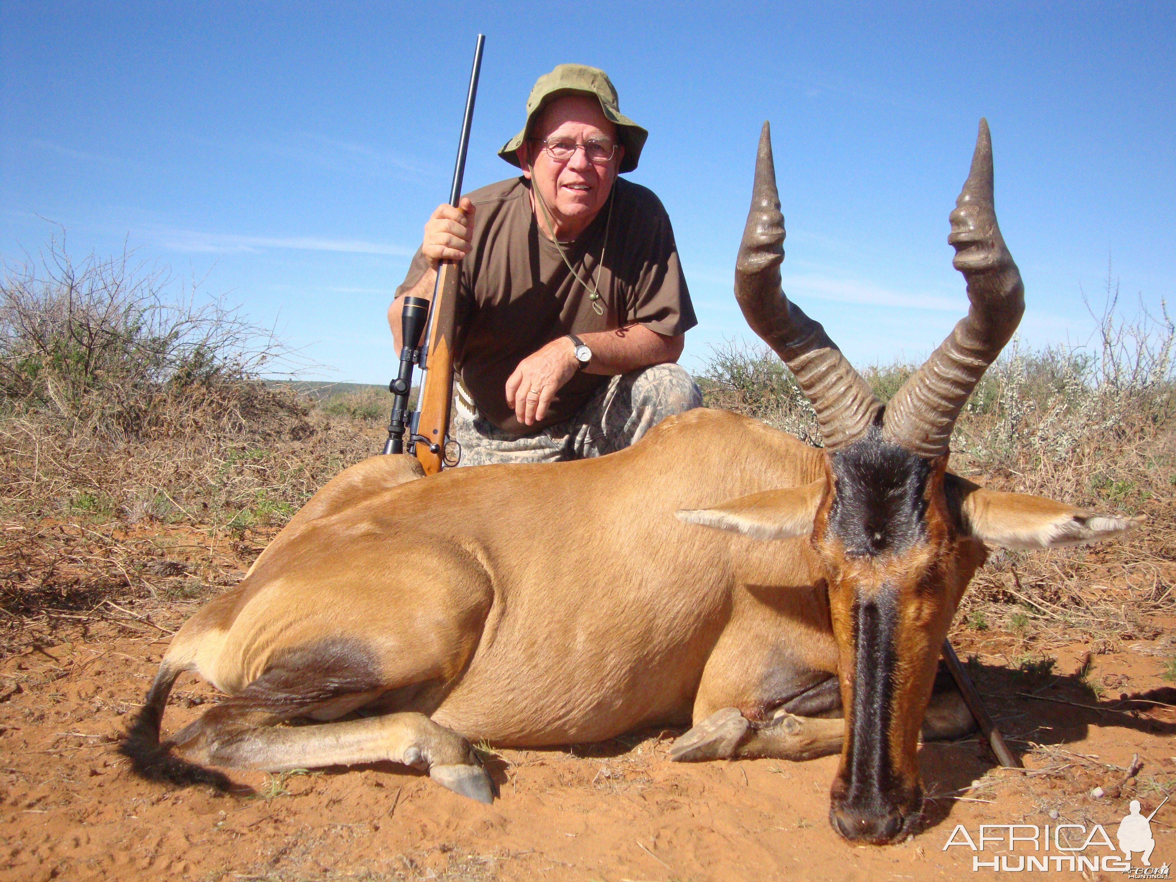 Red Hartebeest