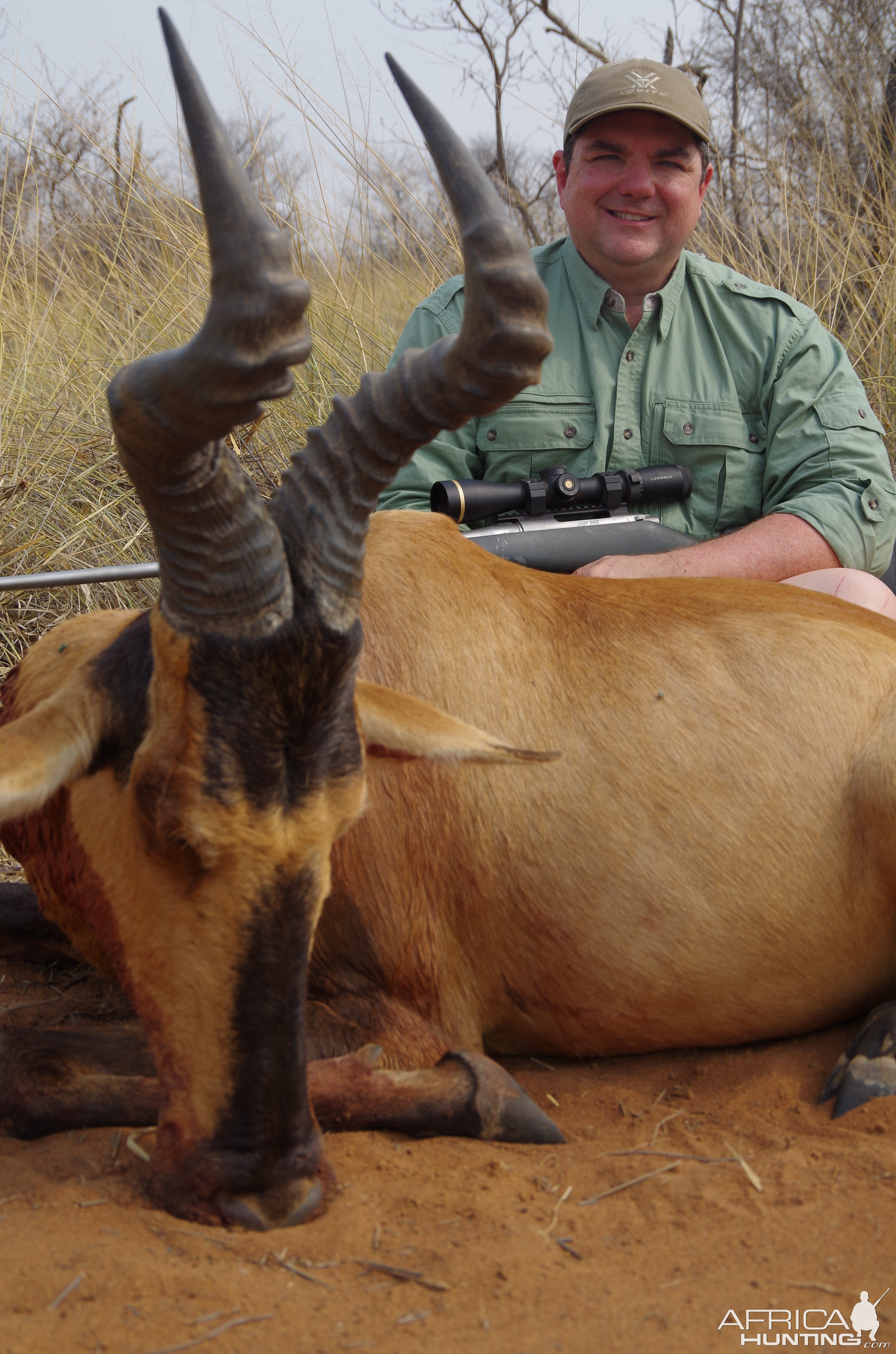 Red Hartebeest