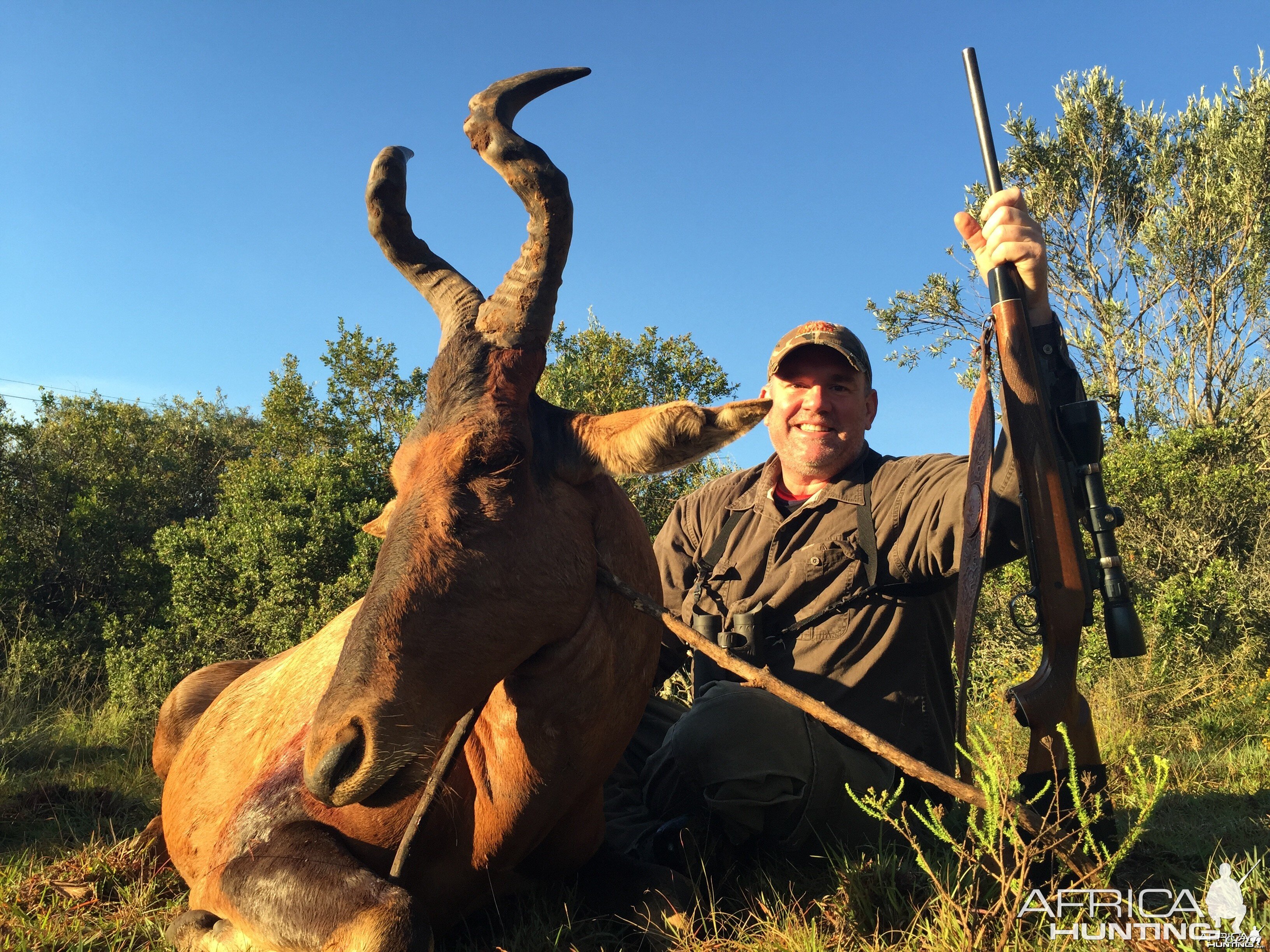 red hartebeest