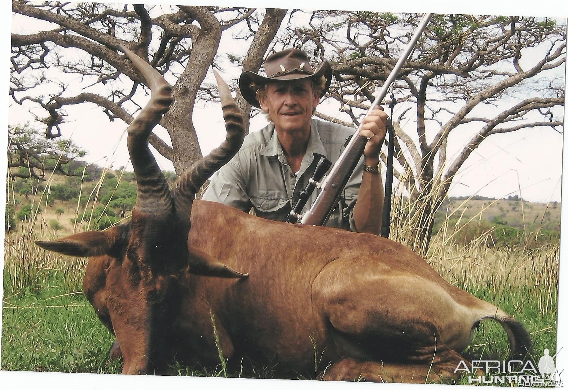 Red Hartebeest