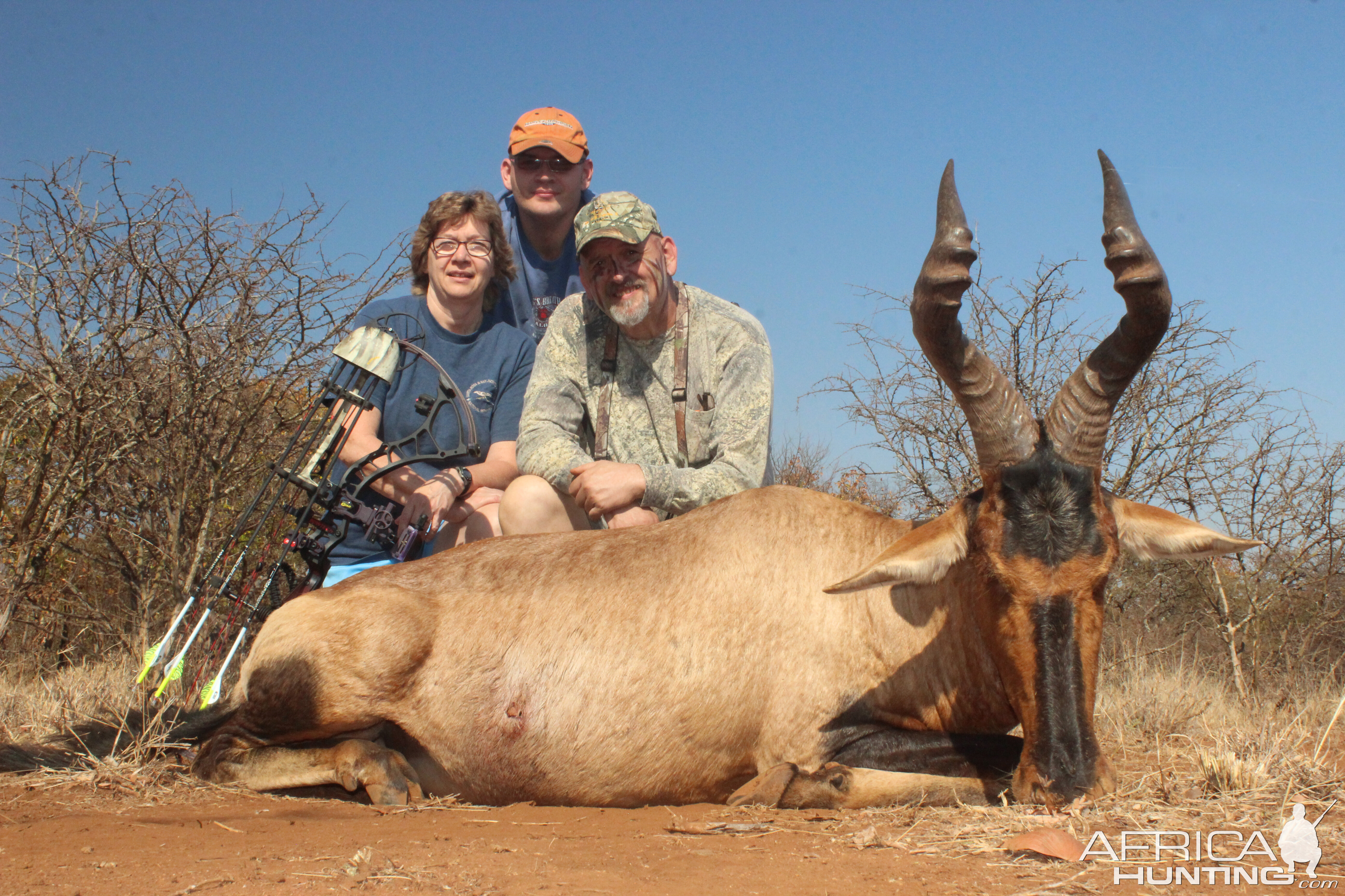 Red Hartebeest