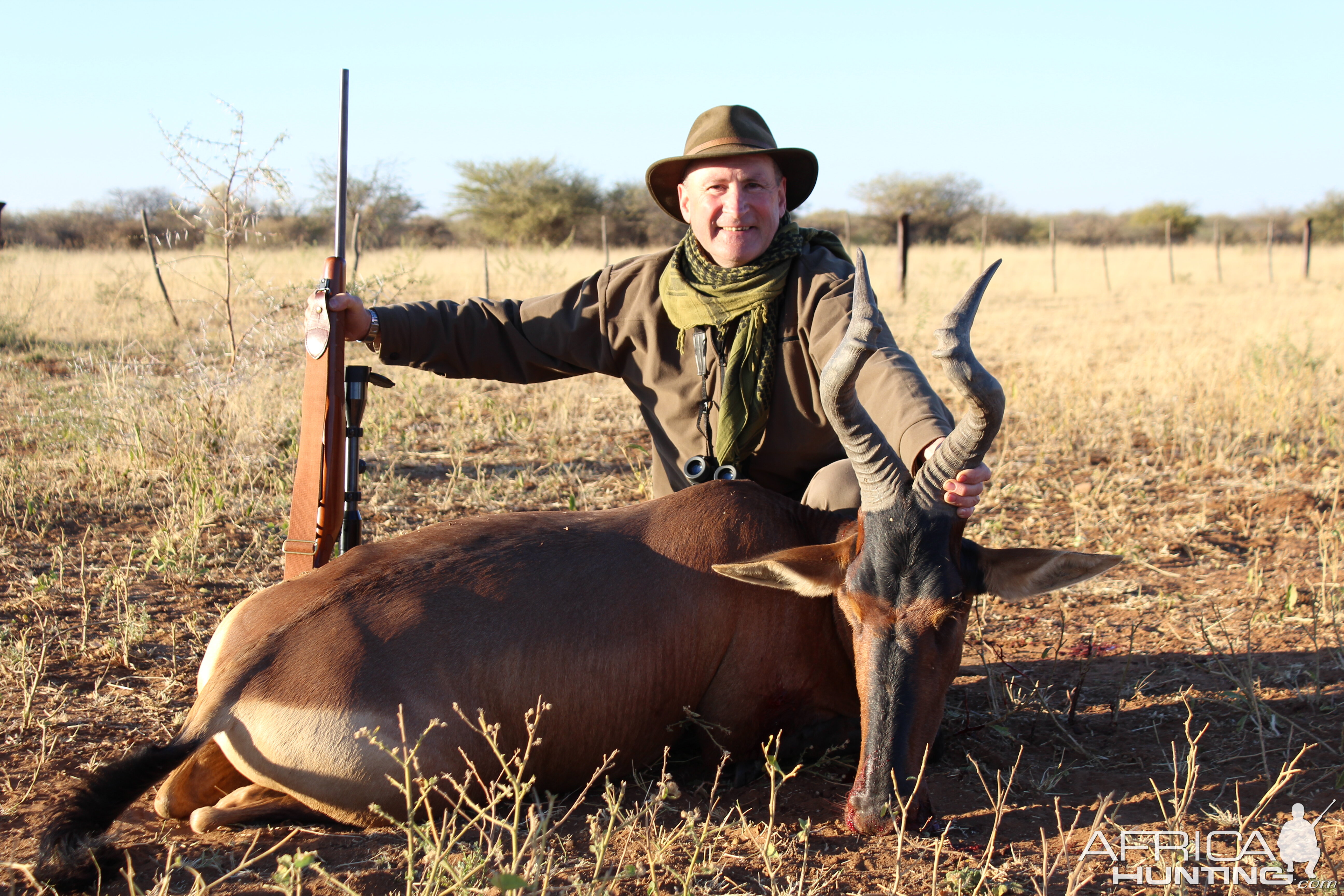 Red Hartebeest