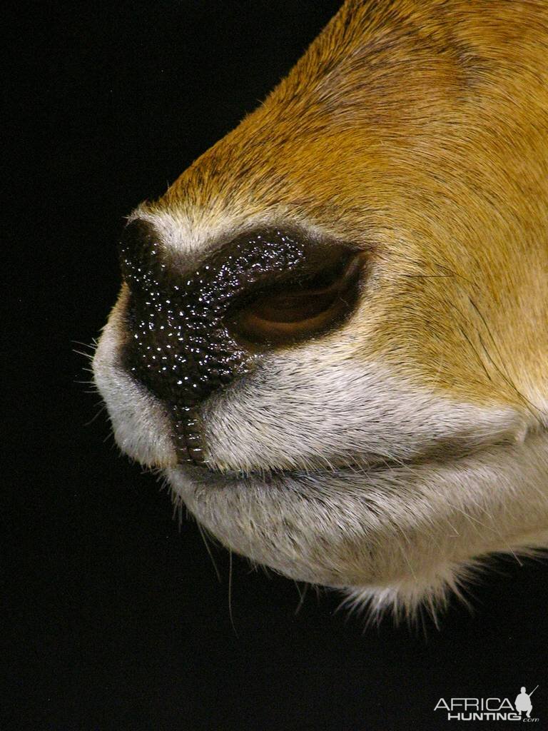 Red Lechwe Shoulder Mount Taxidermy Close Up