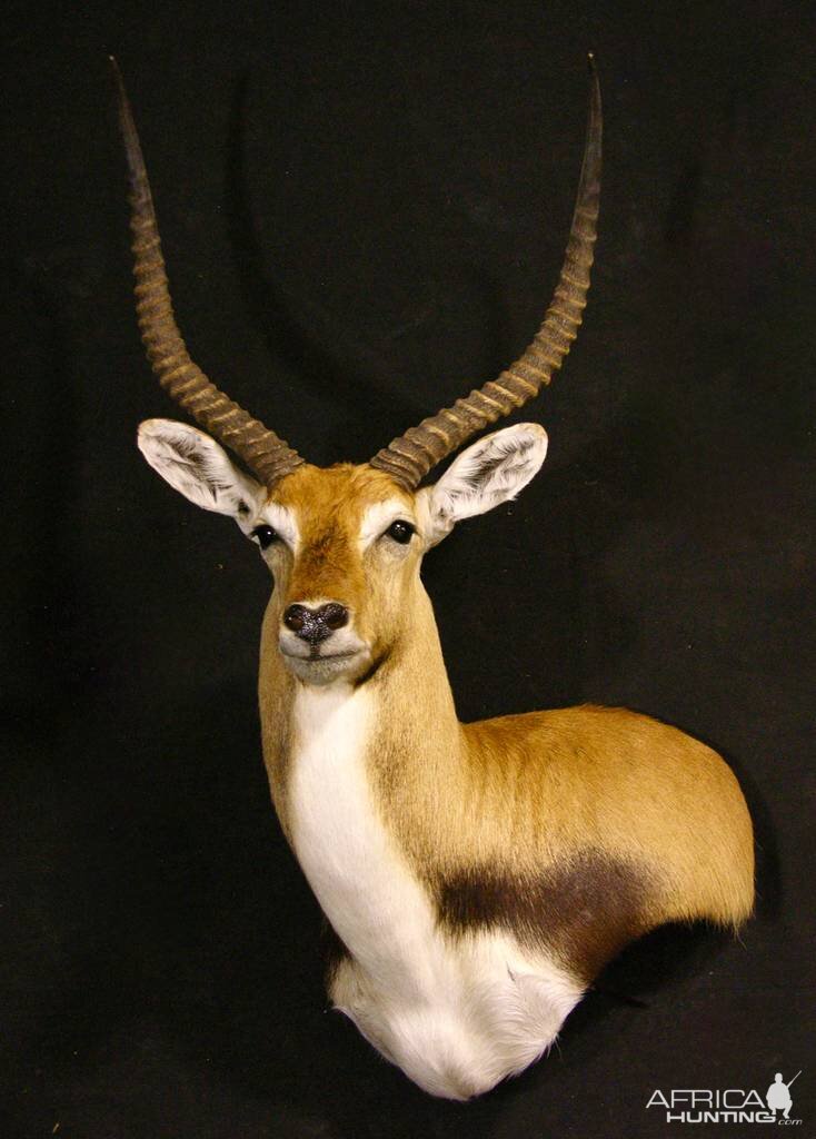 Red Lechwe Shoulder Mount Taxidermy