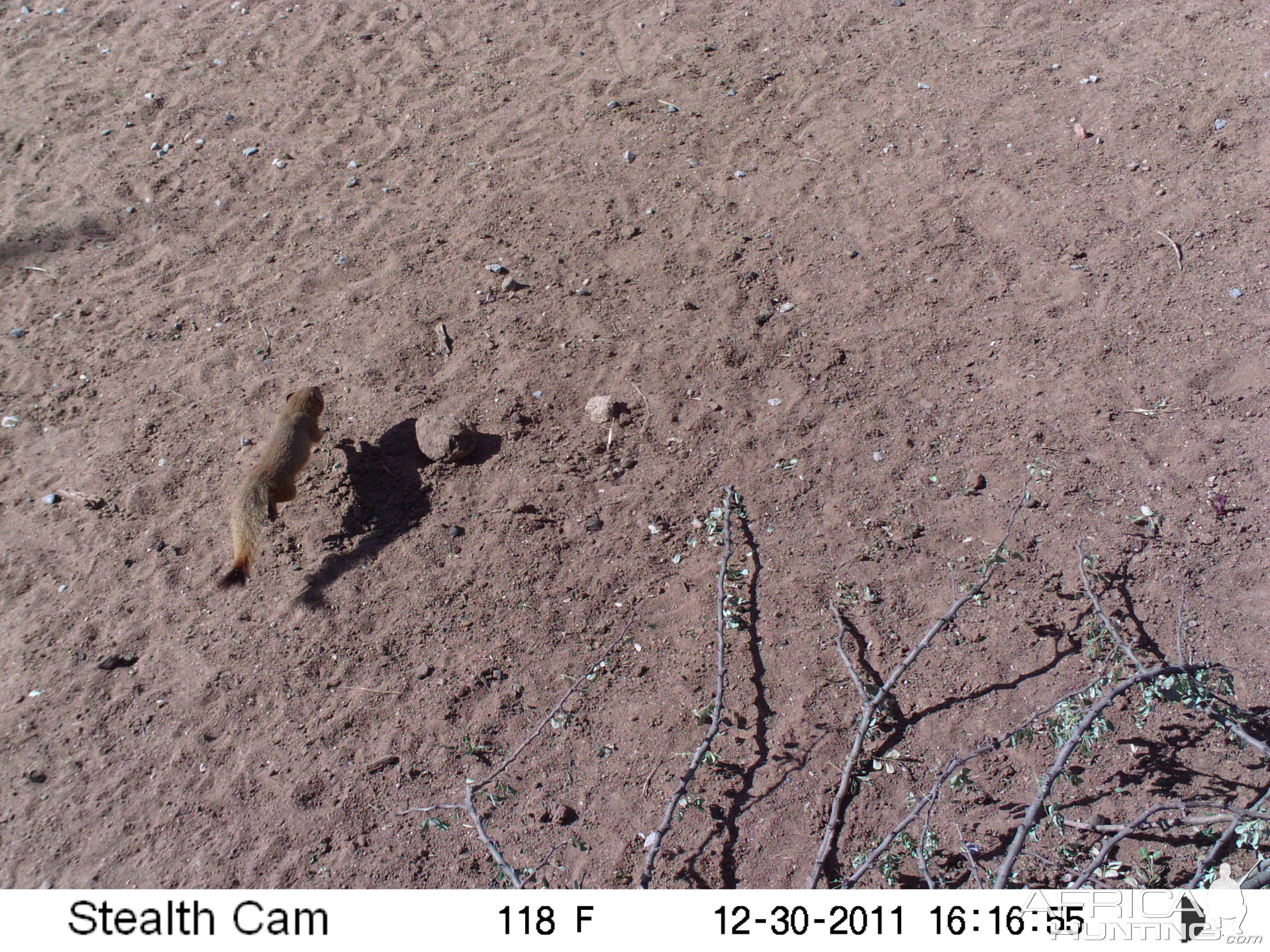 Red Mongoose Trail Camera Namibia