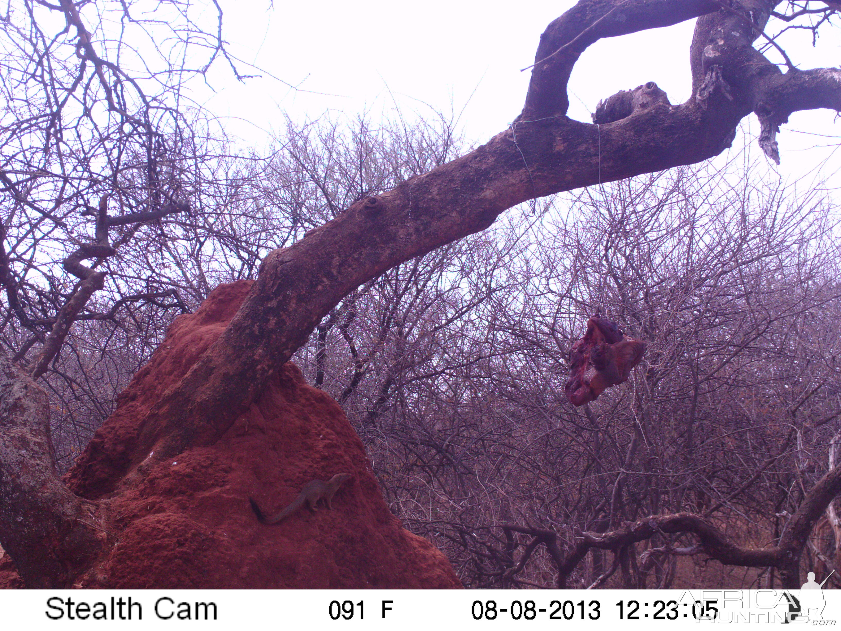 Red Mongoose Trail Camera