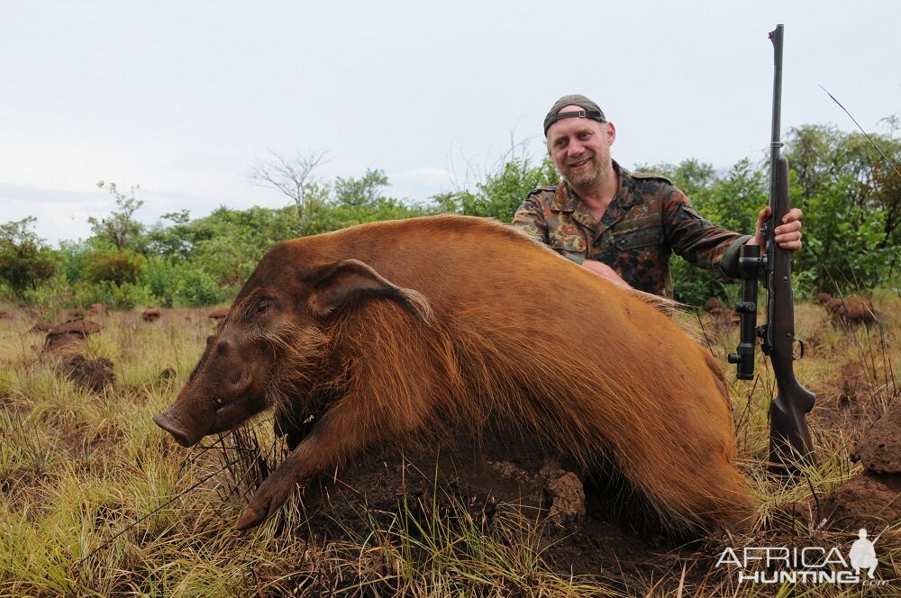 Red River Hog hunt with CAWA in CAR