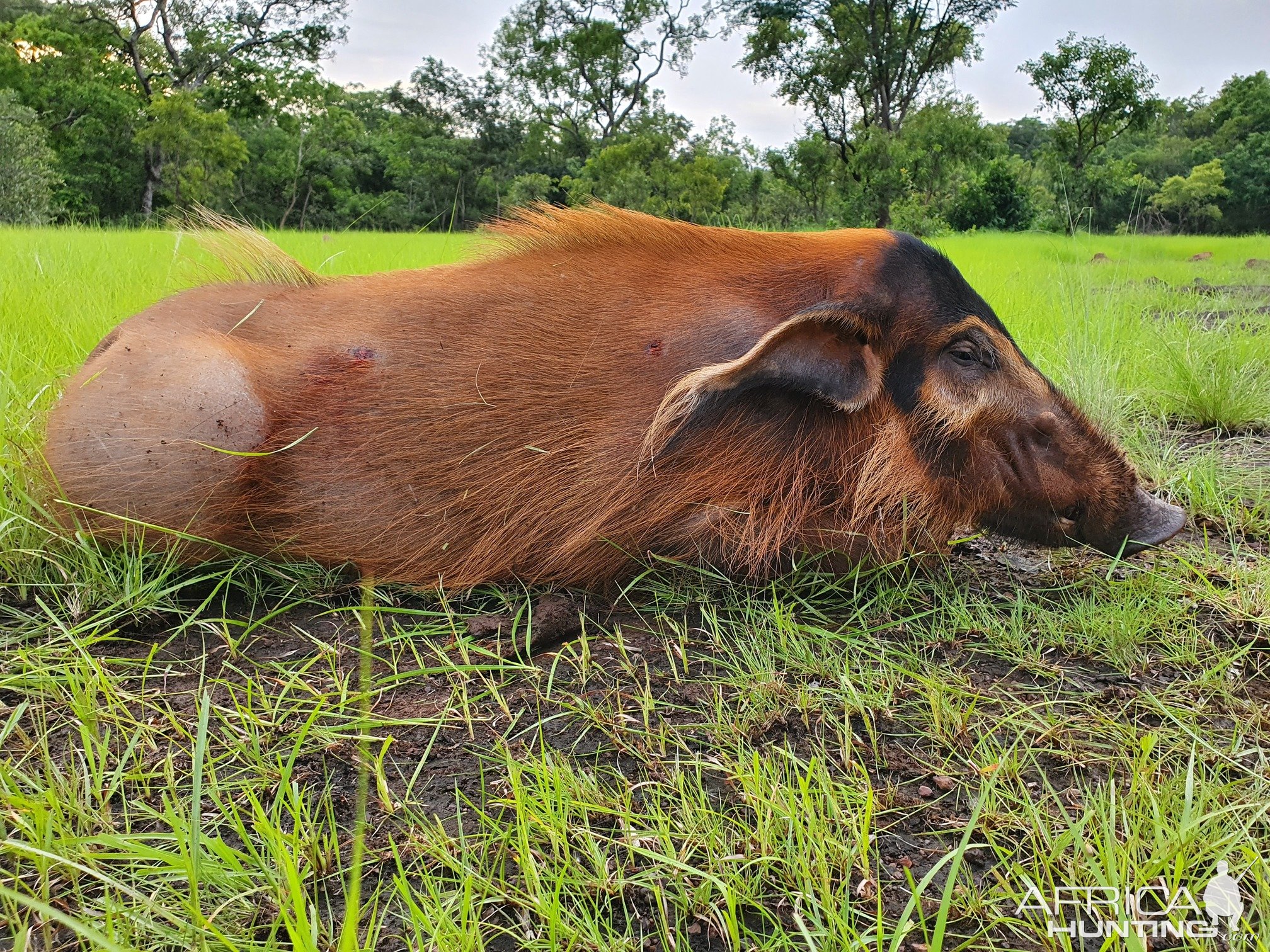 Red River Hog Hunting Central African Republic C.A.R. | AfricaHunting.com