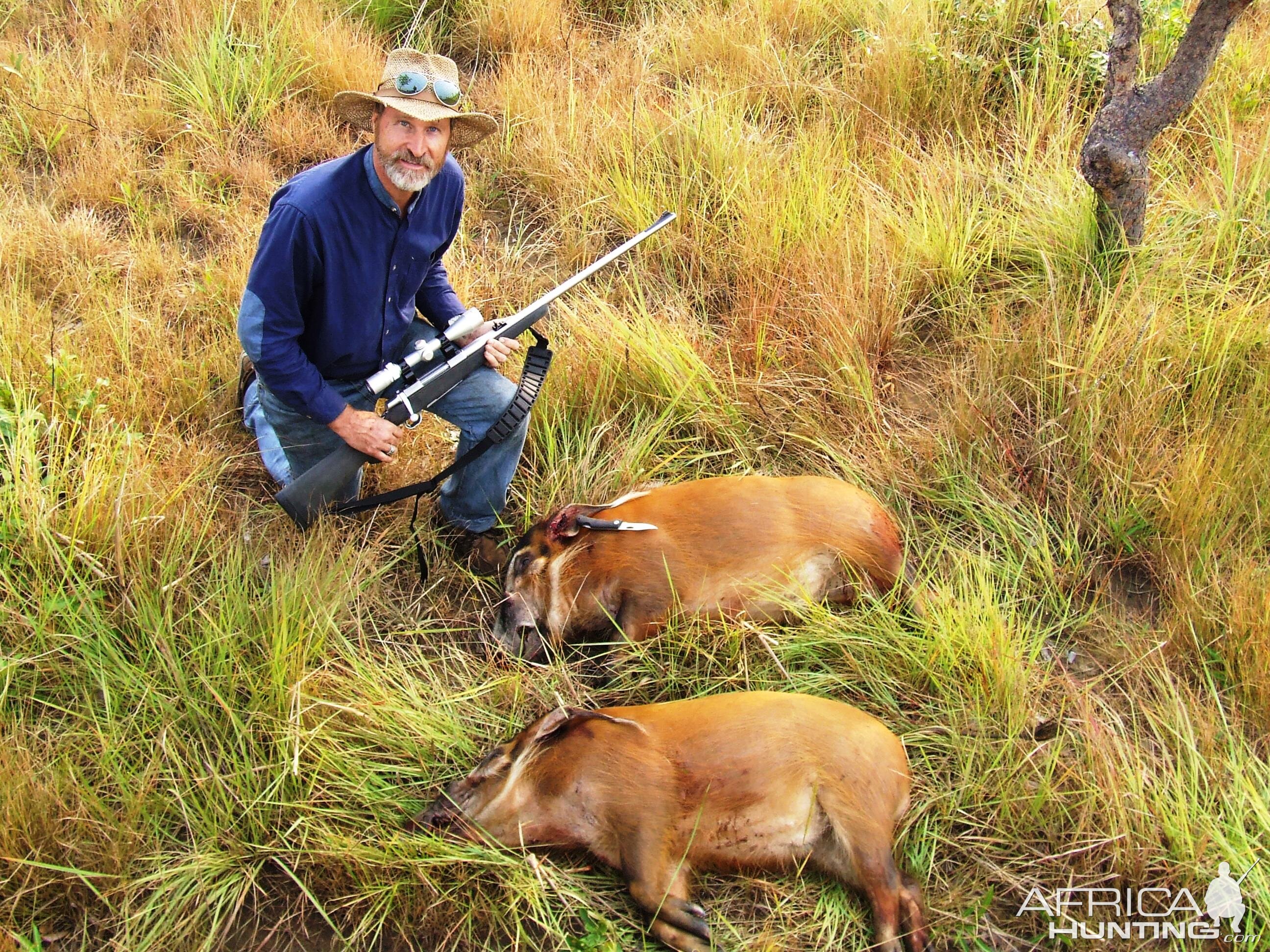 Red River Hog Hunting Congo