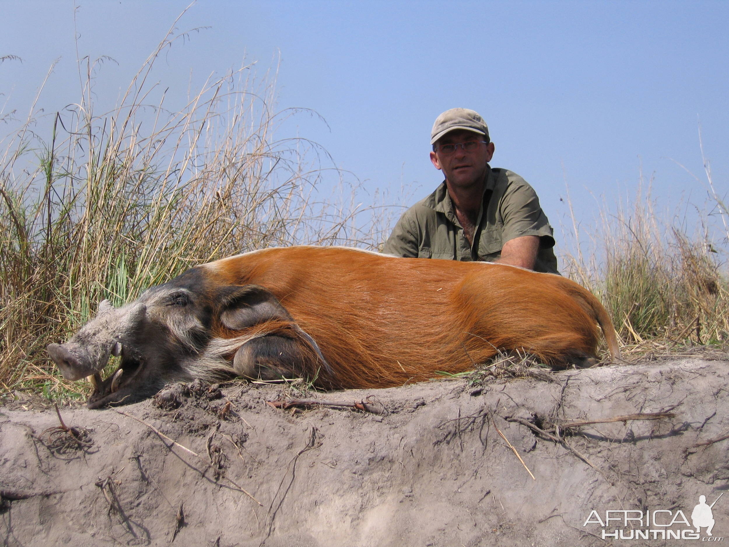 Red river hog hunting in CAR