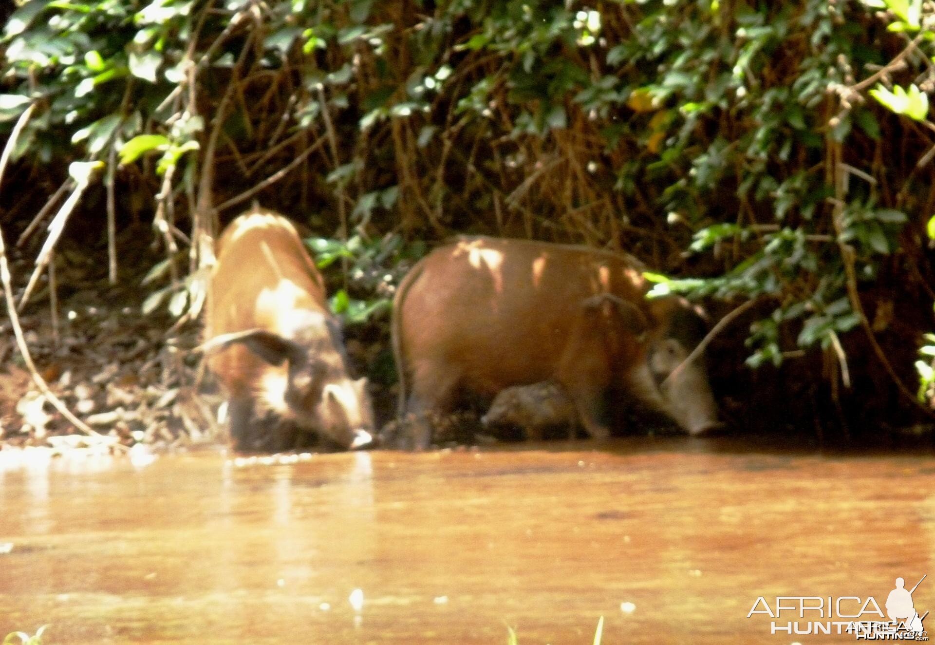 Red River Hog in CAR