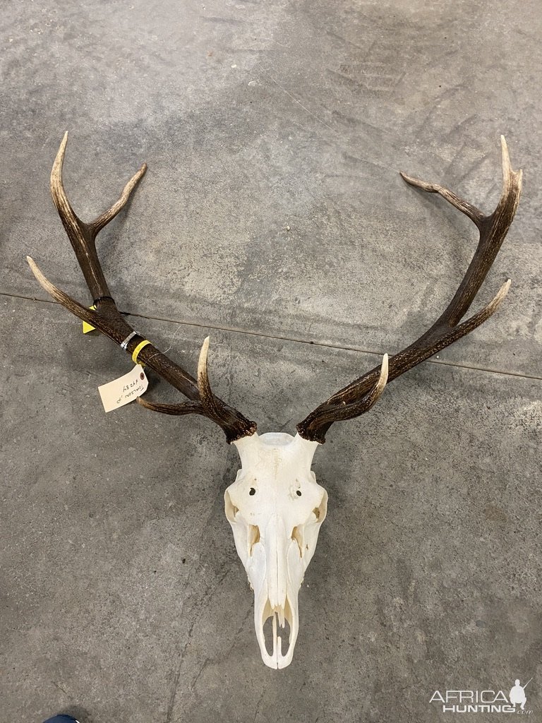 Red Stag Euro Skull