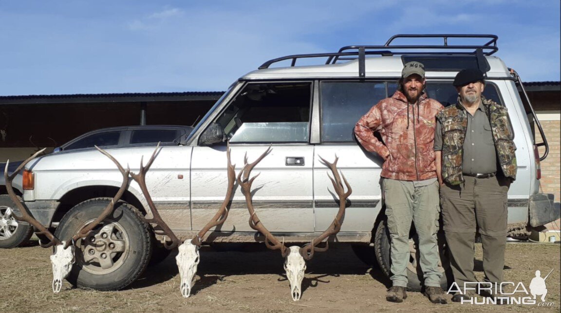 Red Stag European Mount