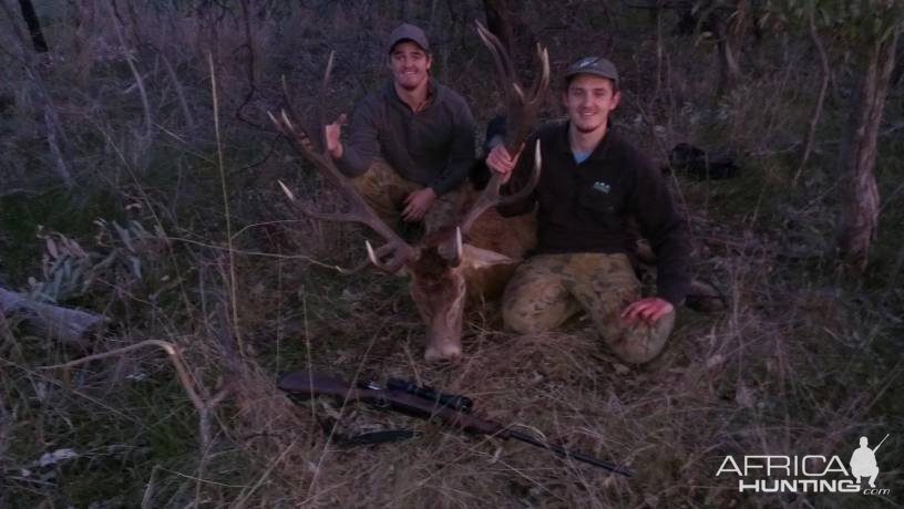 Red Stag Hunt Australia