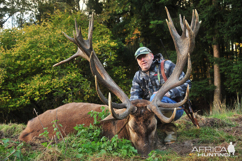 Red Stag Hunt in France