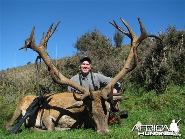 Red Stag Hunt New Zealand