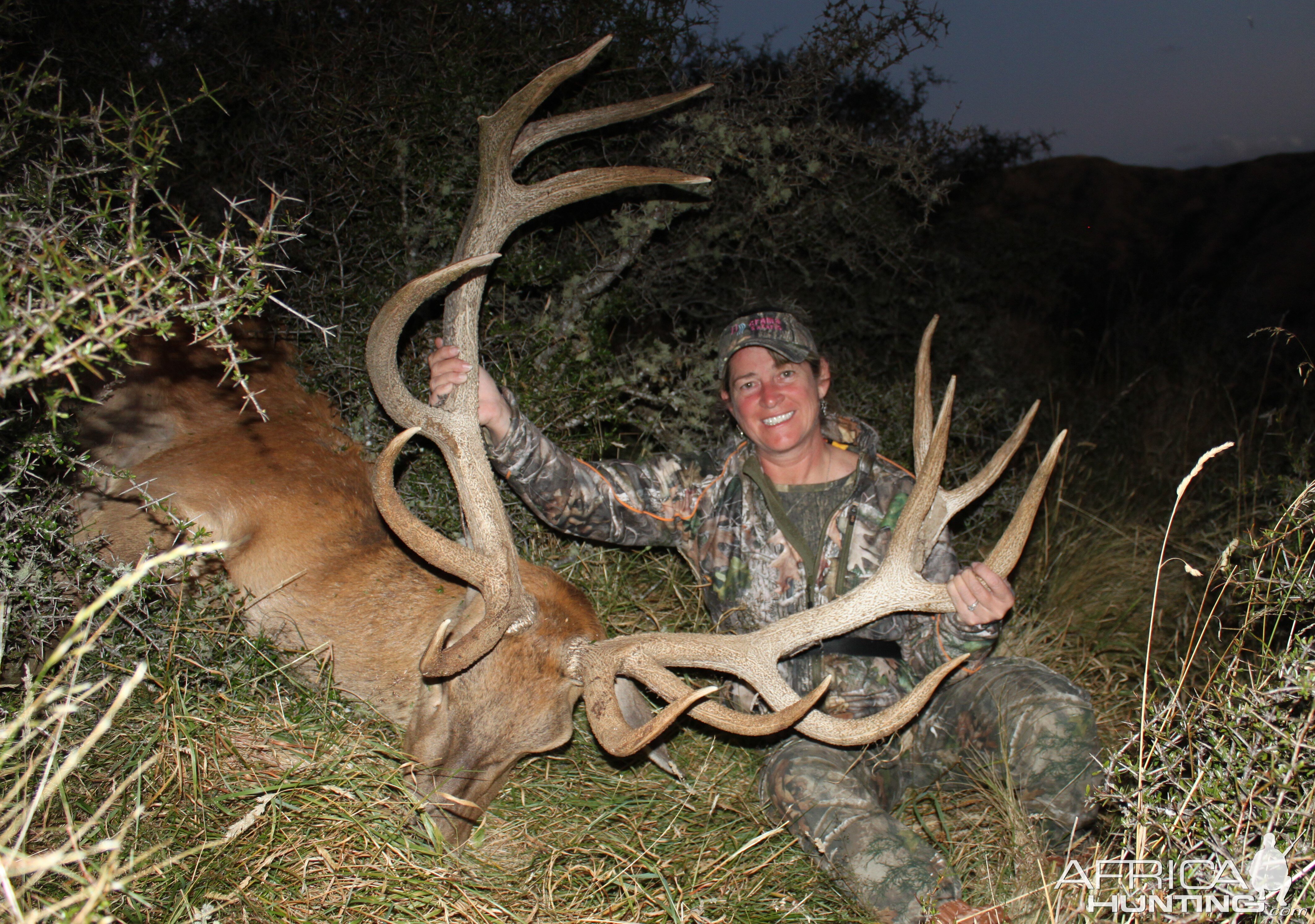 Red Stag Hunt New Zealand