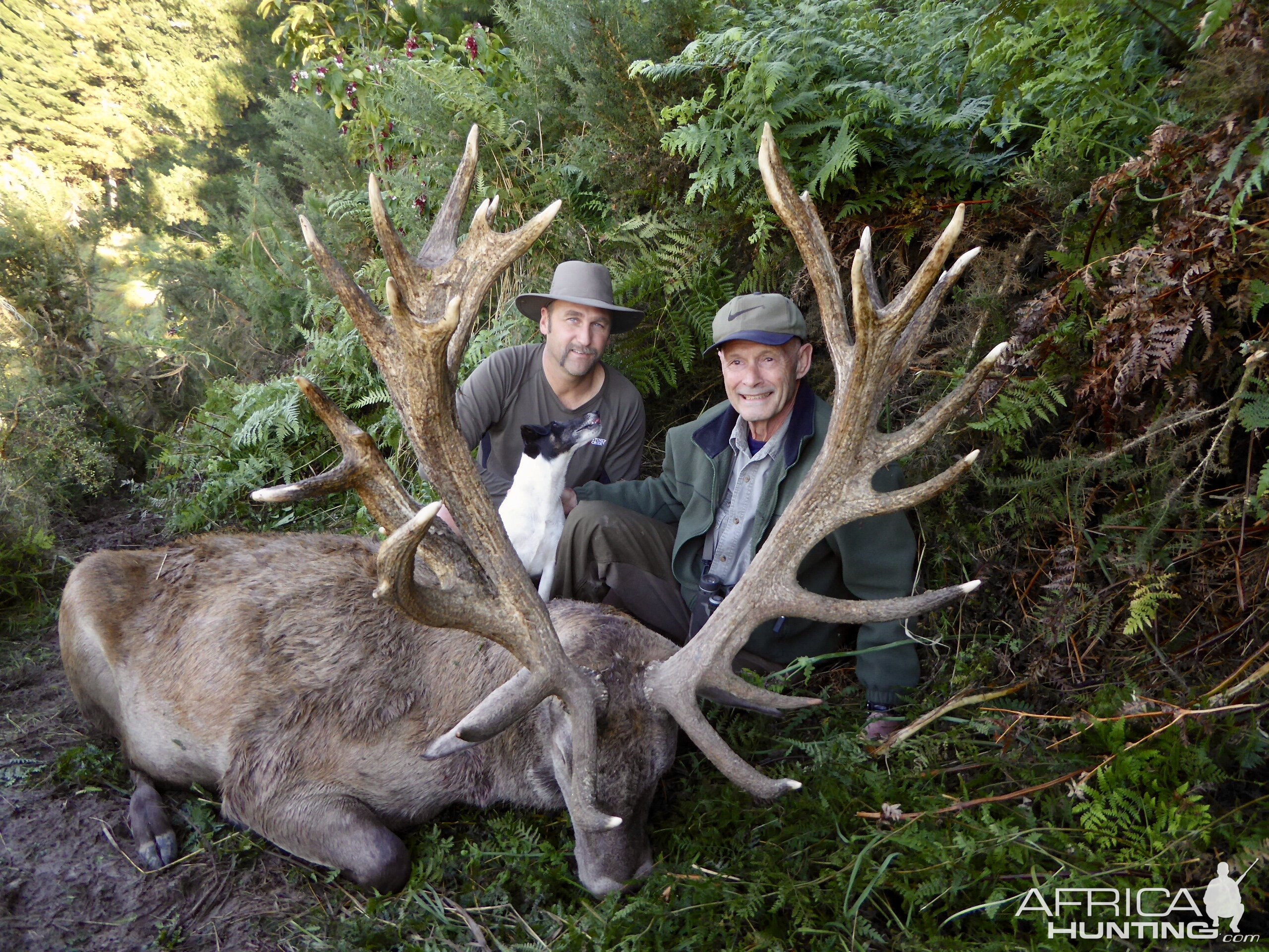 Red Stag Hunt New Zealand