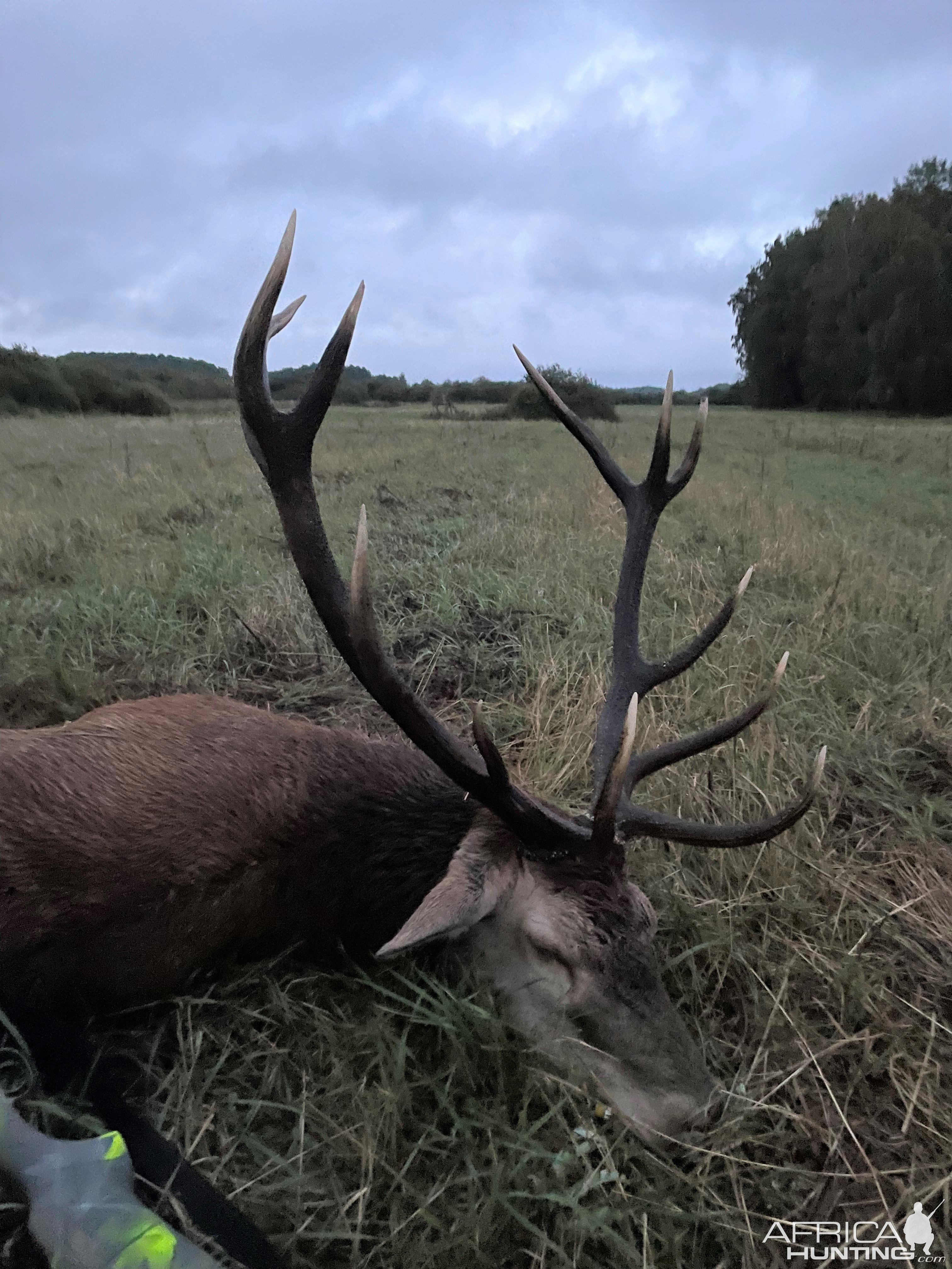 Red Stag Hunt Poland