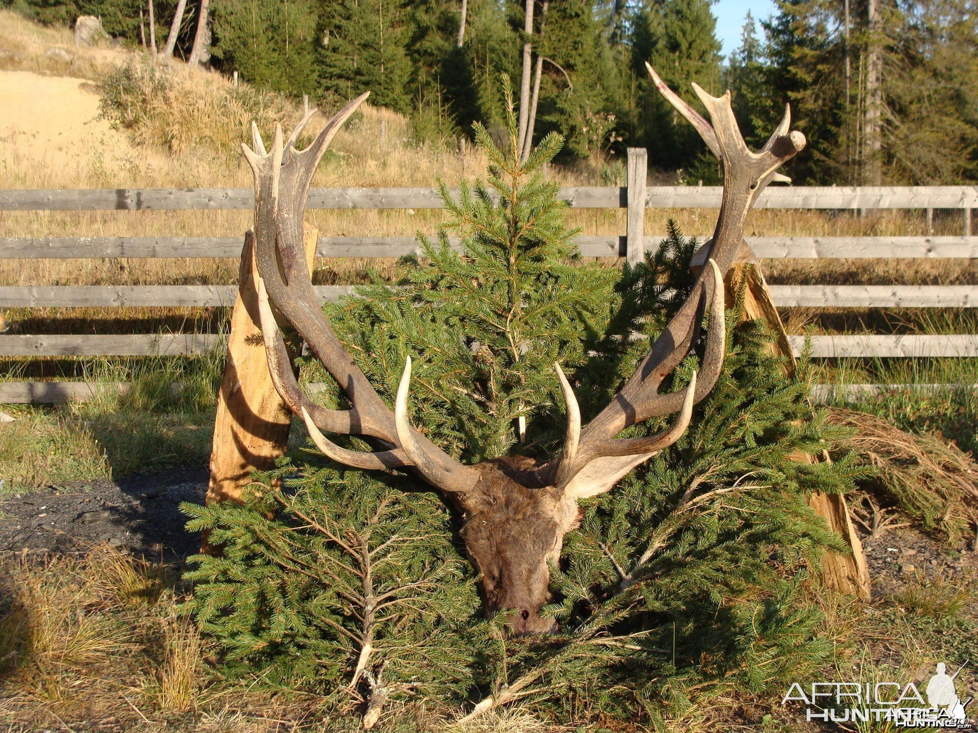 RED STAG HUNTING IN ROMANIA