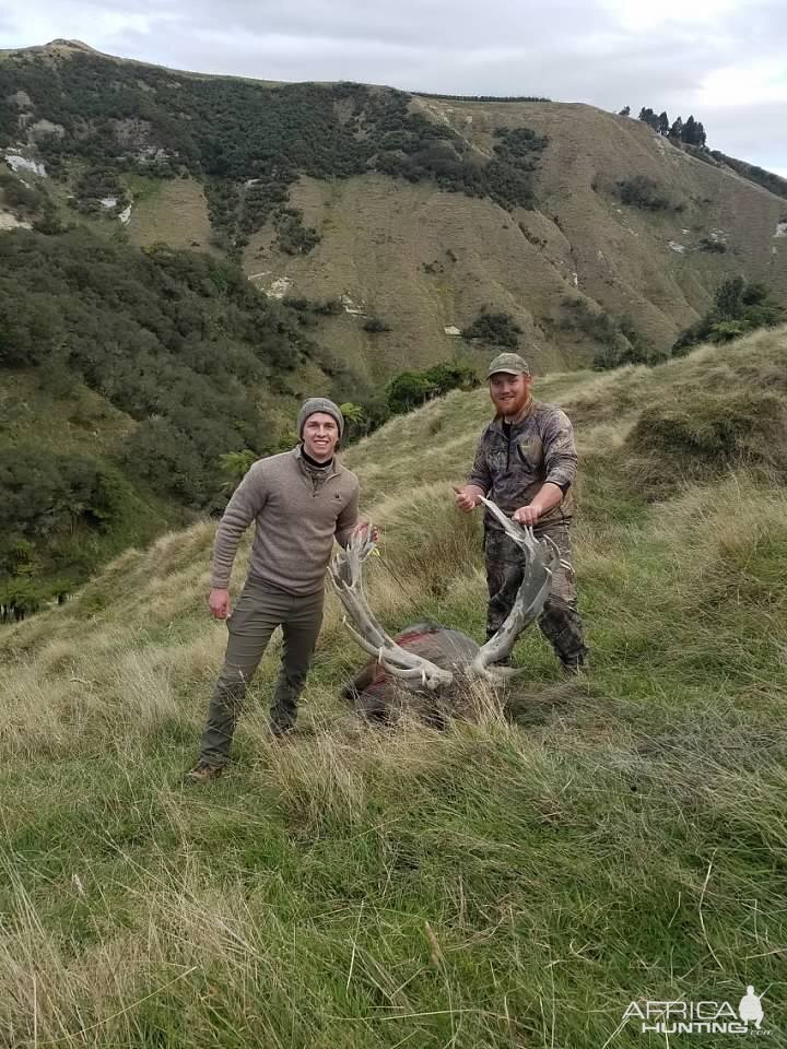 Red Stag Hunting New Zealand