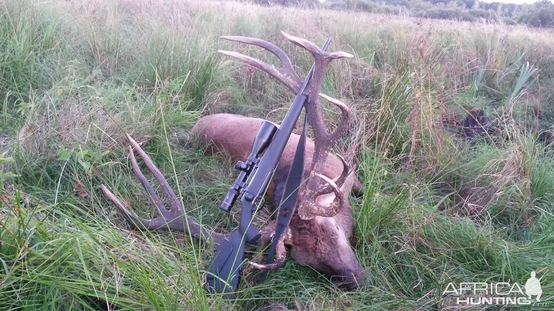 Red Stag Hunting Poland