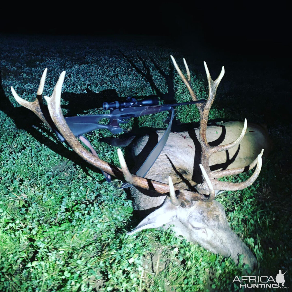 Red Stag Hunting Romania