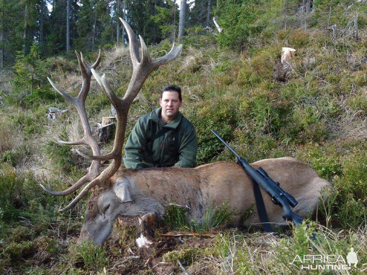 Red Stag Hunting Romania