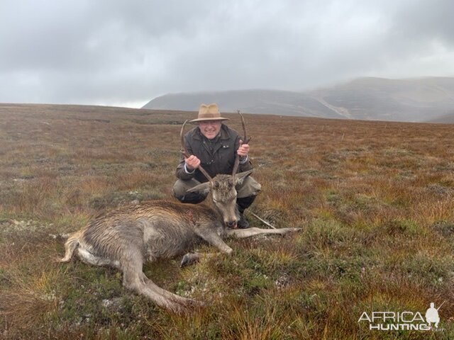 Red Stag Hunting Scotland