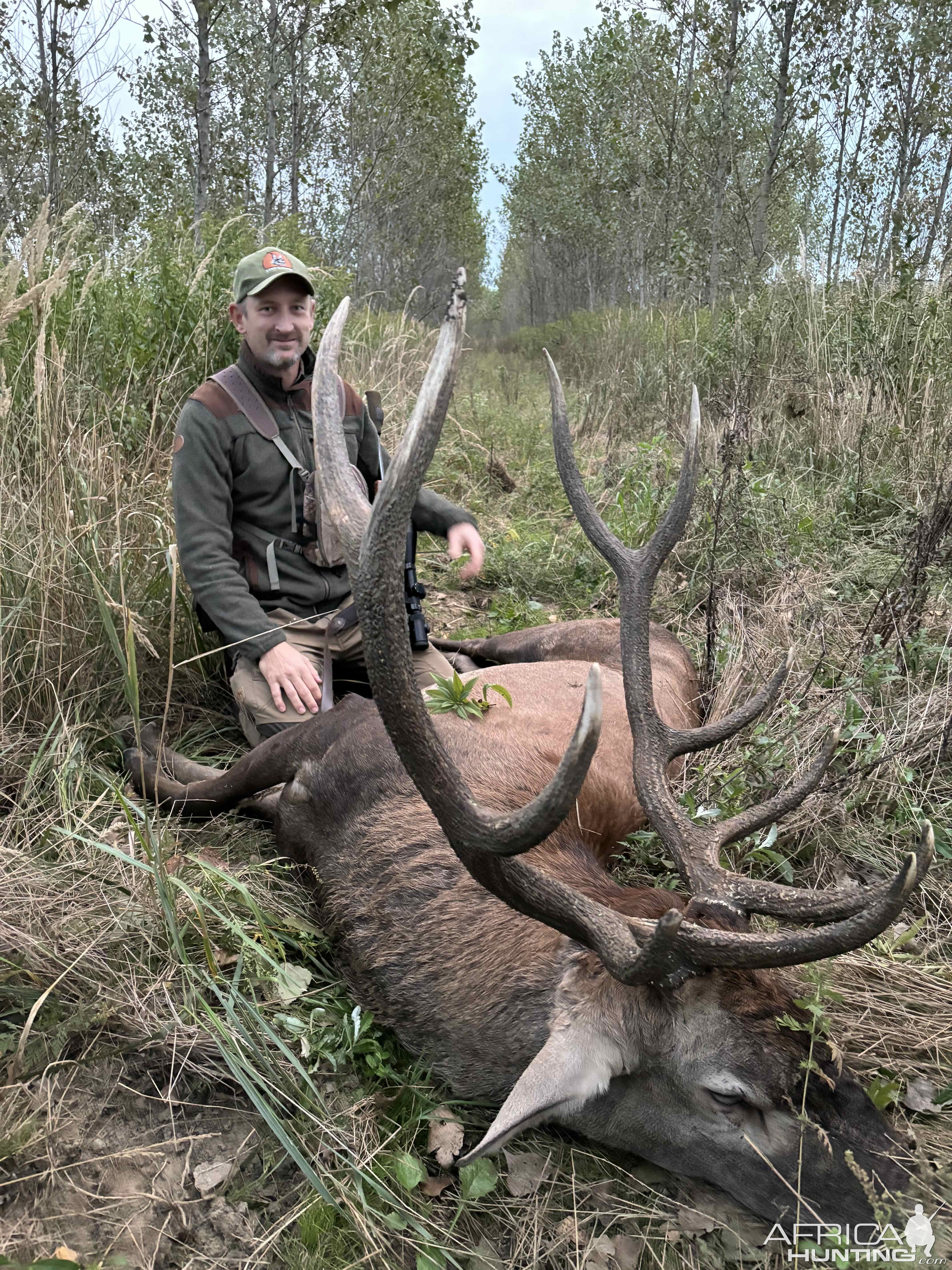 Red Stag in Hungary