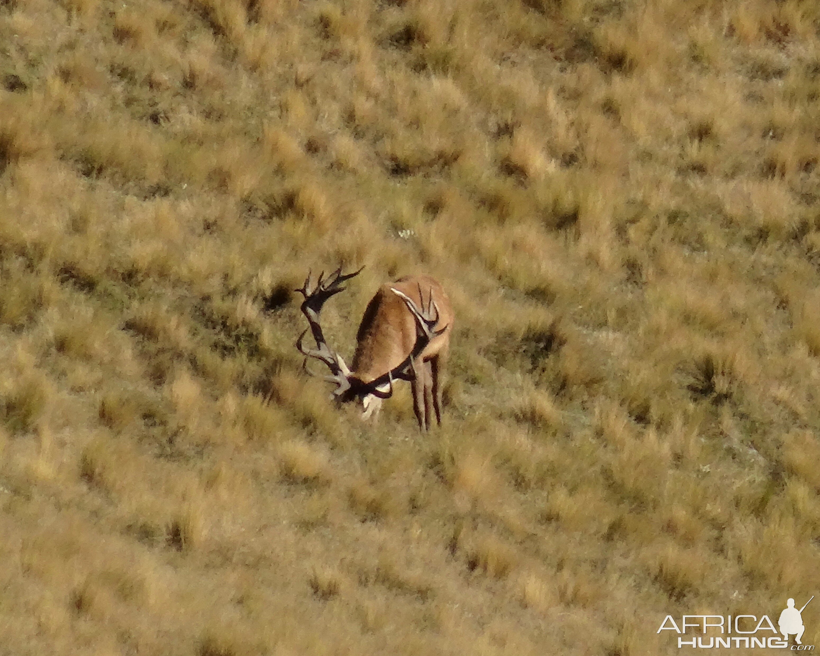 Red Stag in New Zealand