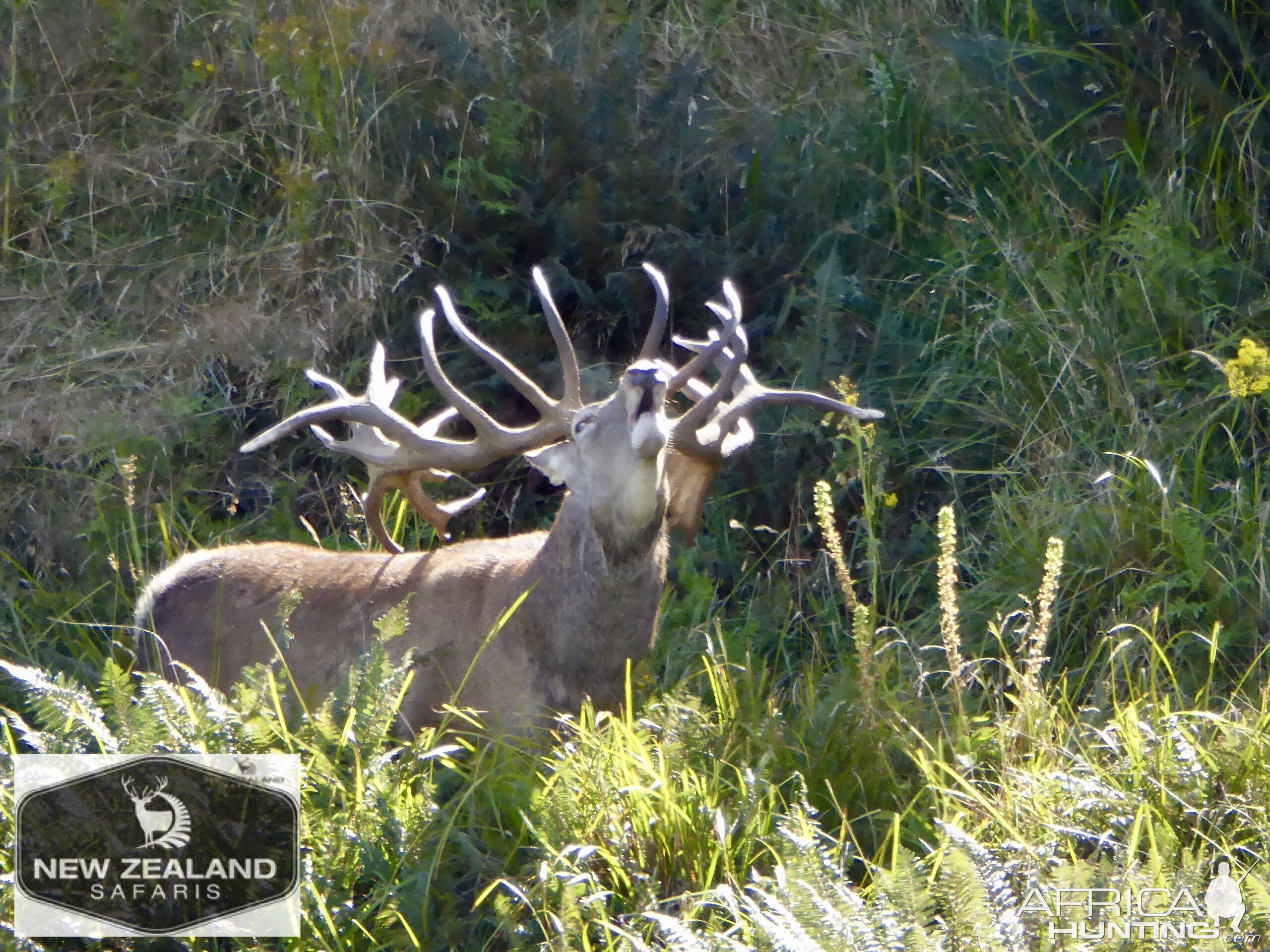 Red Stag in New Zealand