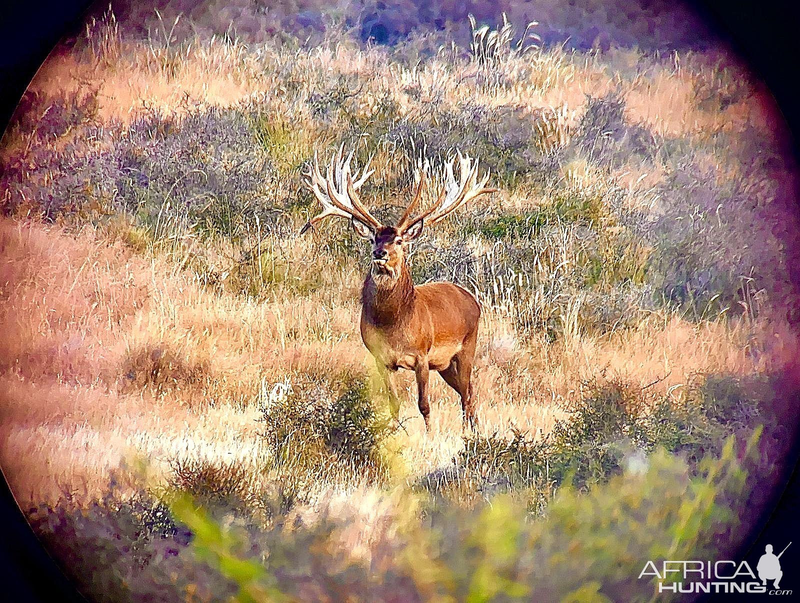 Red Stag New Zealand