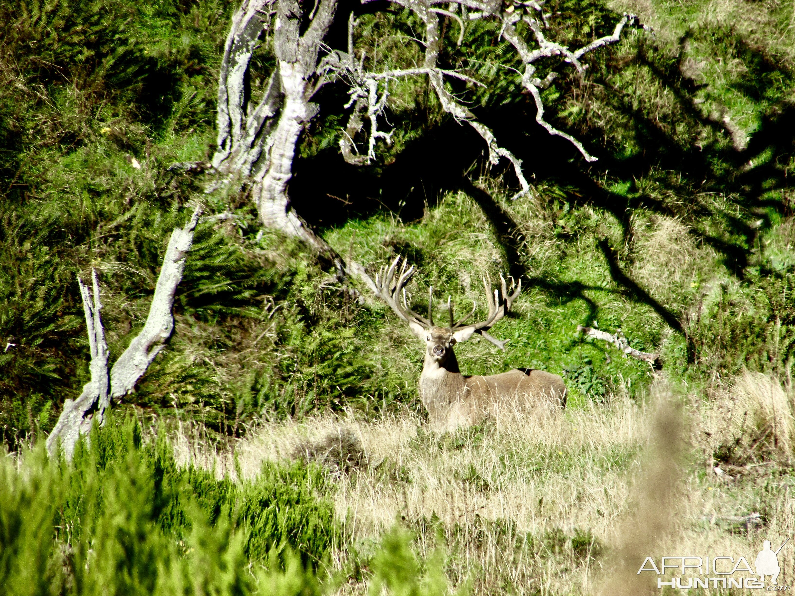 Red Stag New Zealand