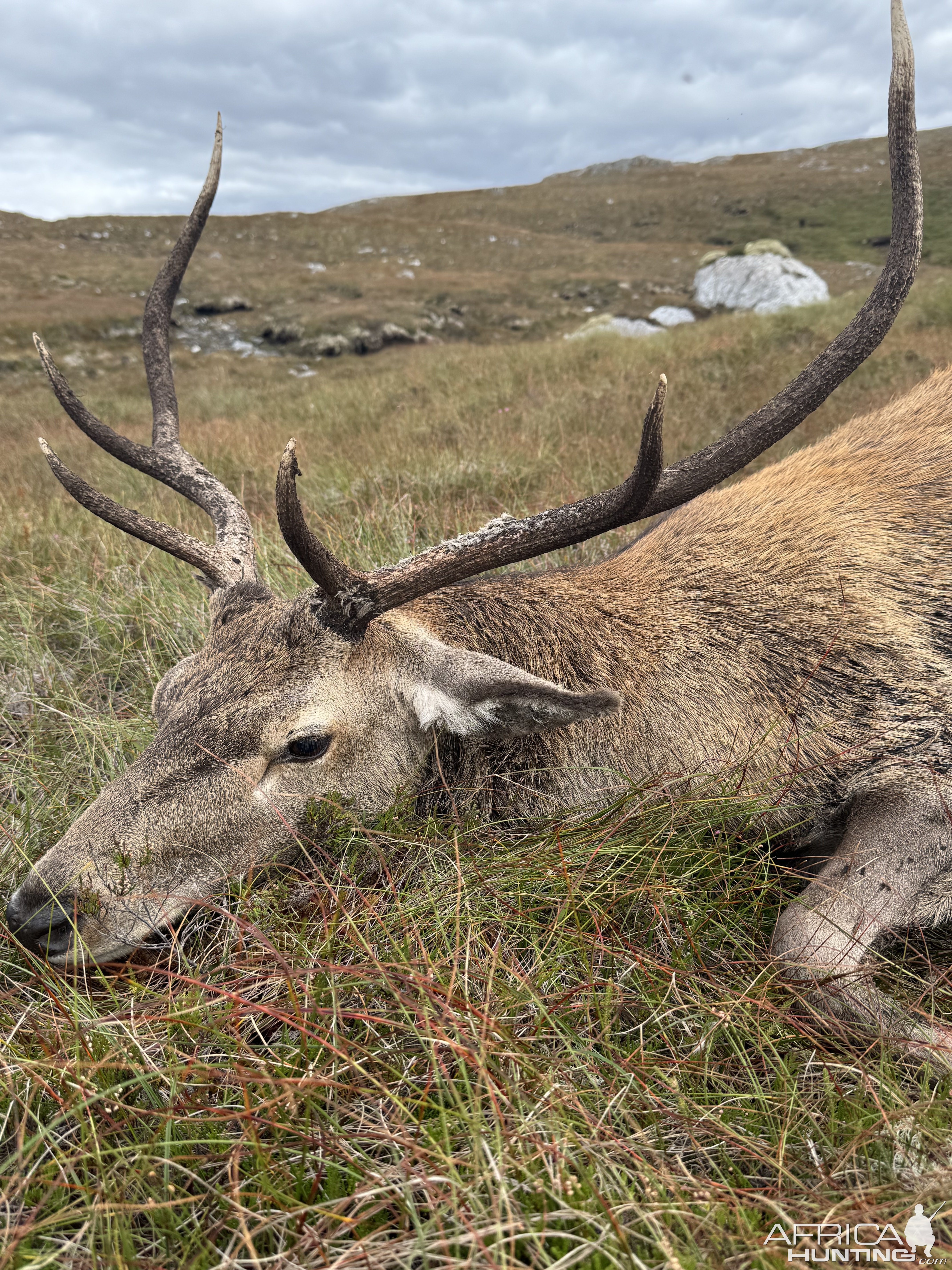 Red Stag Scottish Highlands