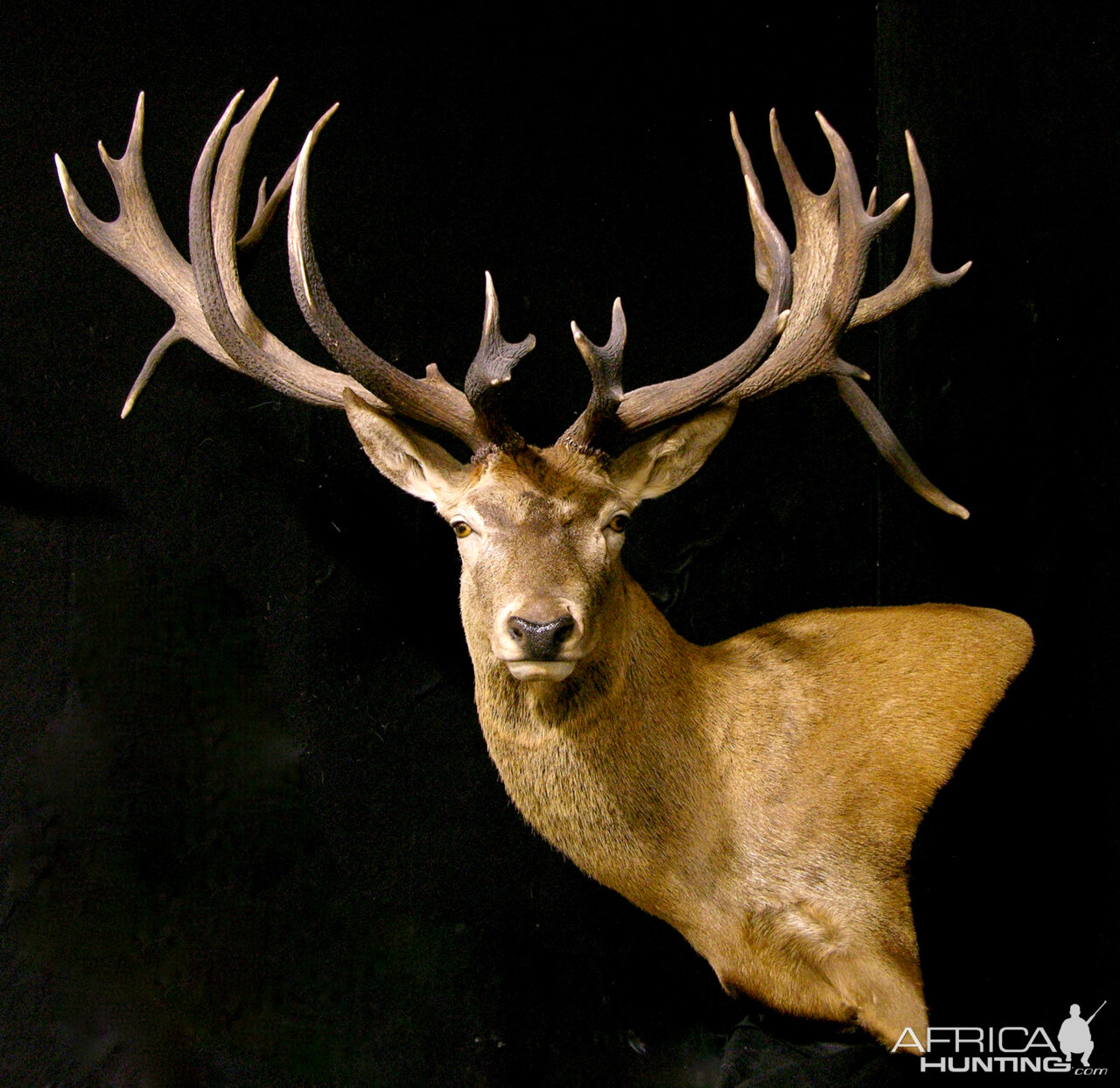 Red Stag Shoulder Mount Pedestal Taxidermy