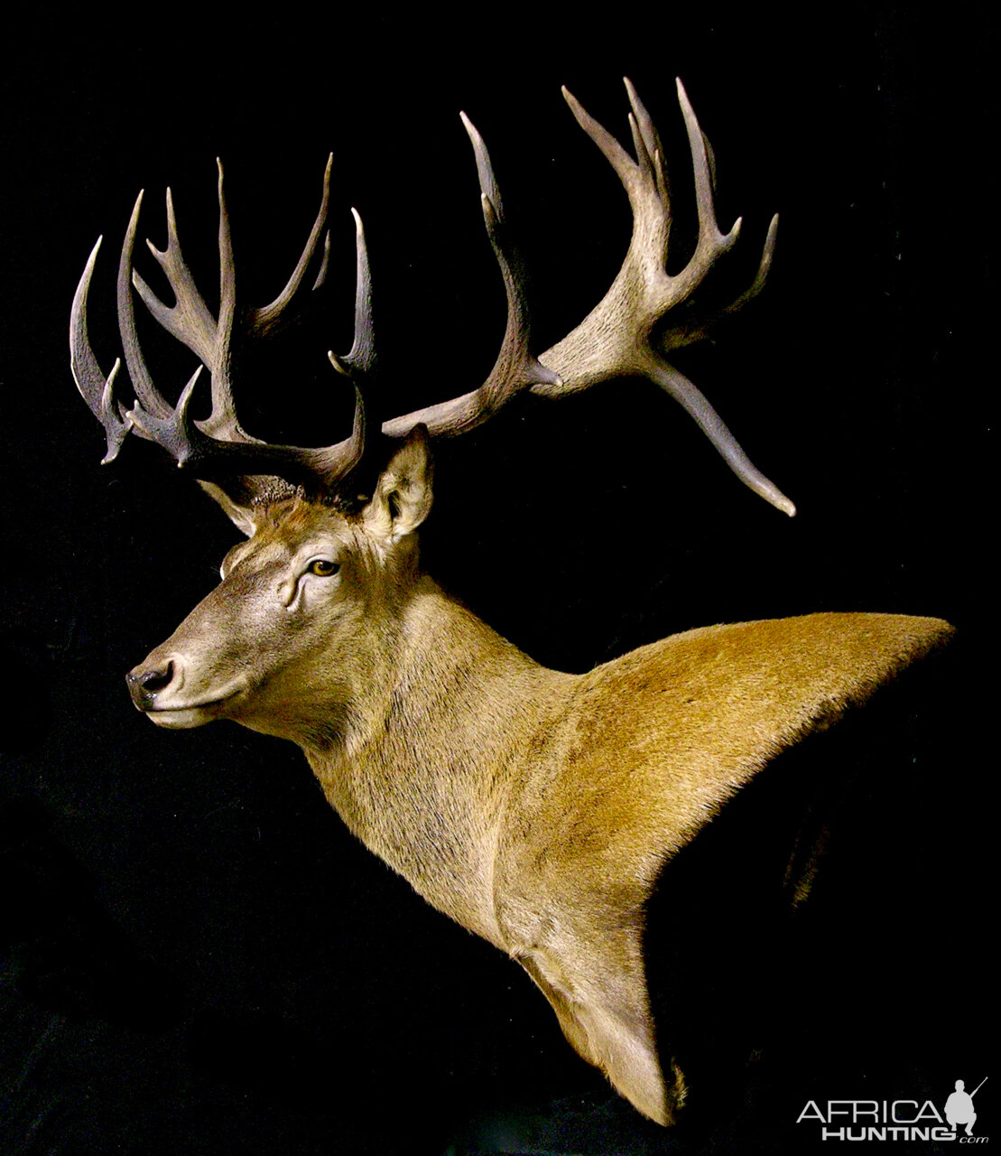 Red Stag Shoulder Mount Pedestal Taxidermy