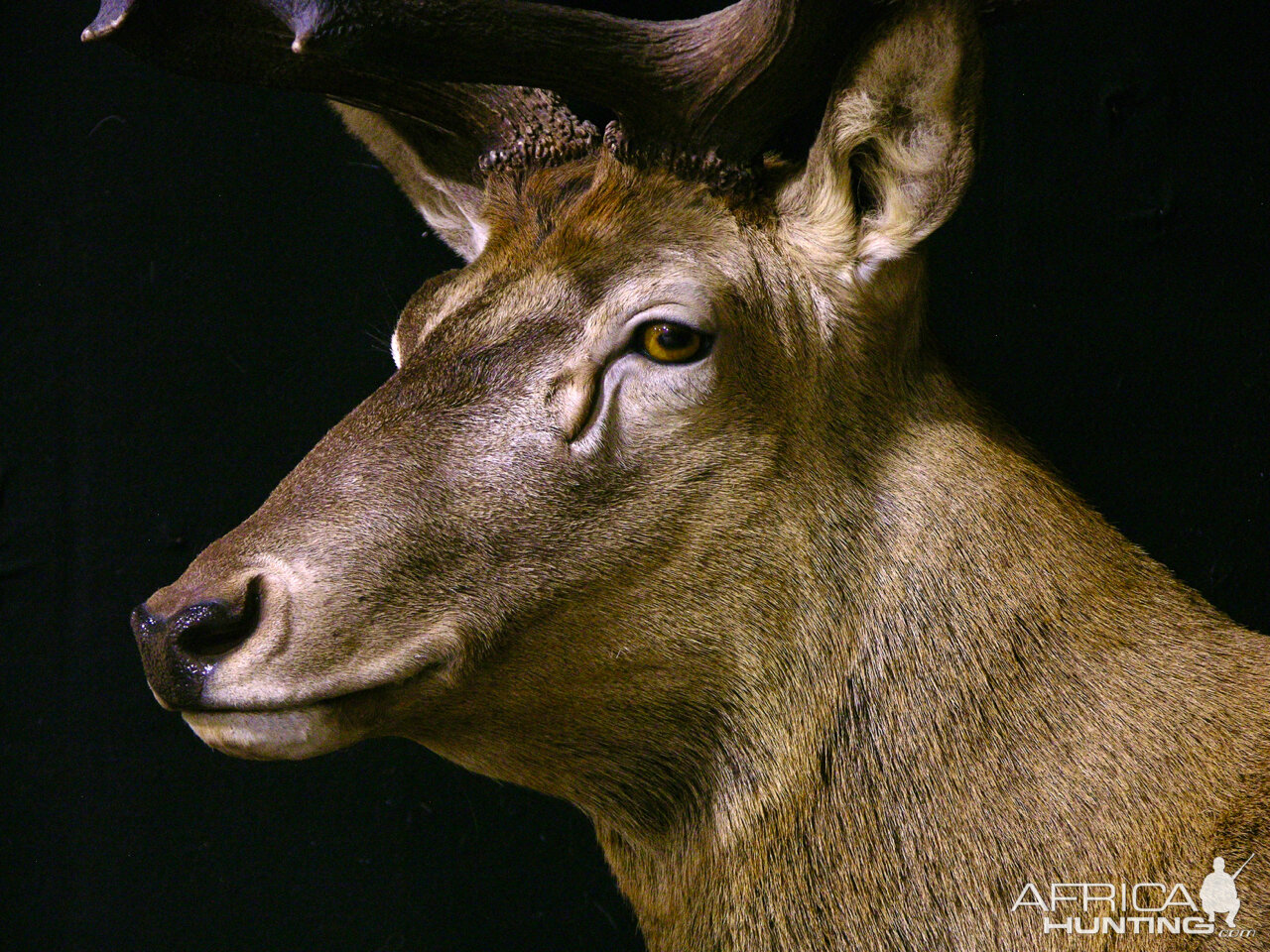 Red Stag Shoulder Mount Pedestal Taxidermy