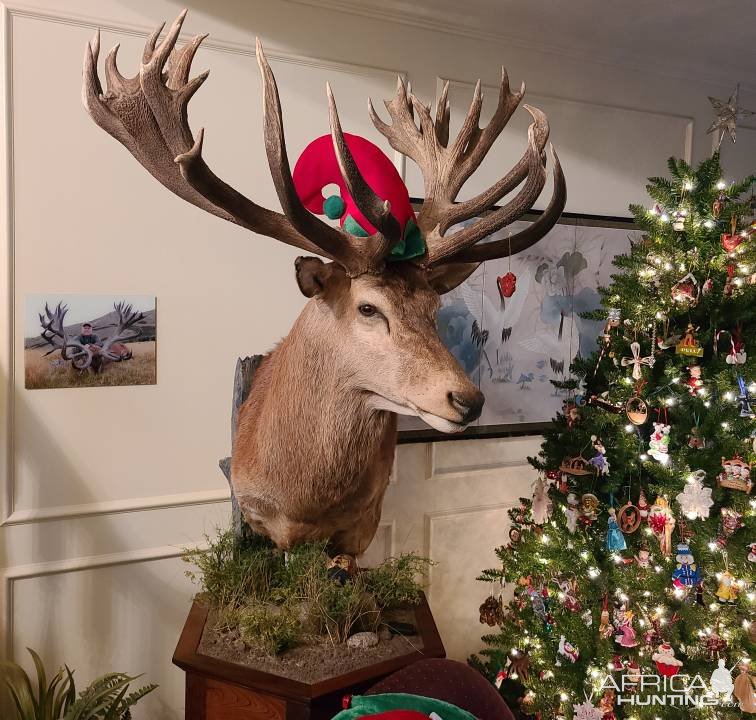 Red Stag Shoulder Mount Taxidermy