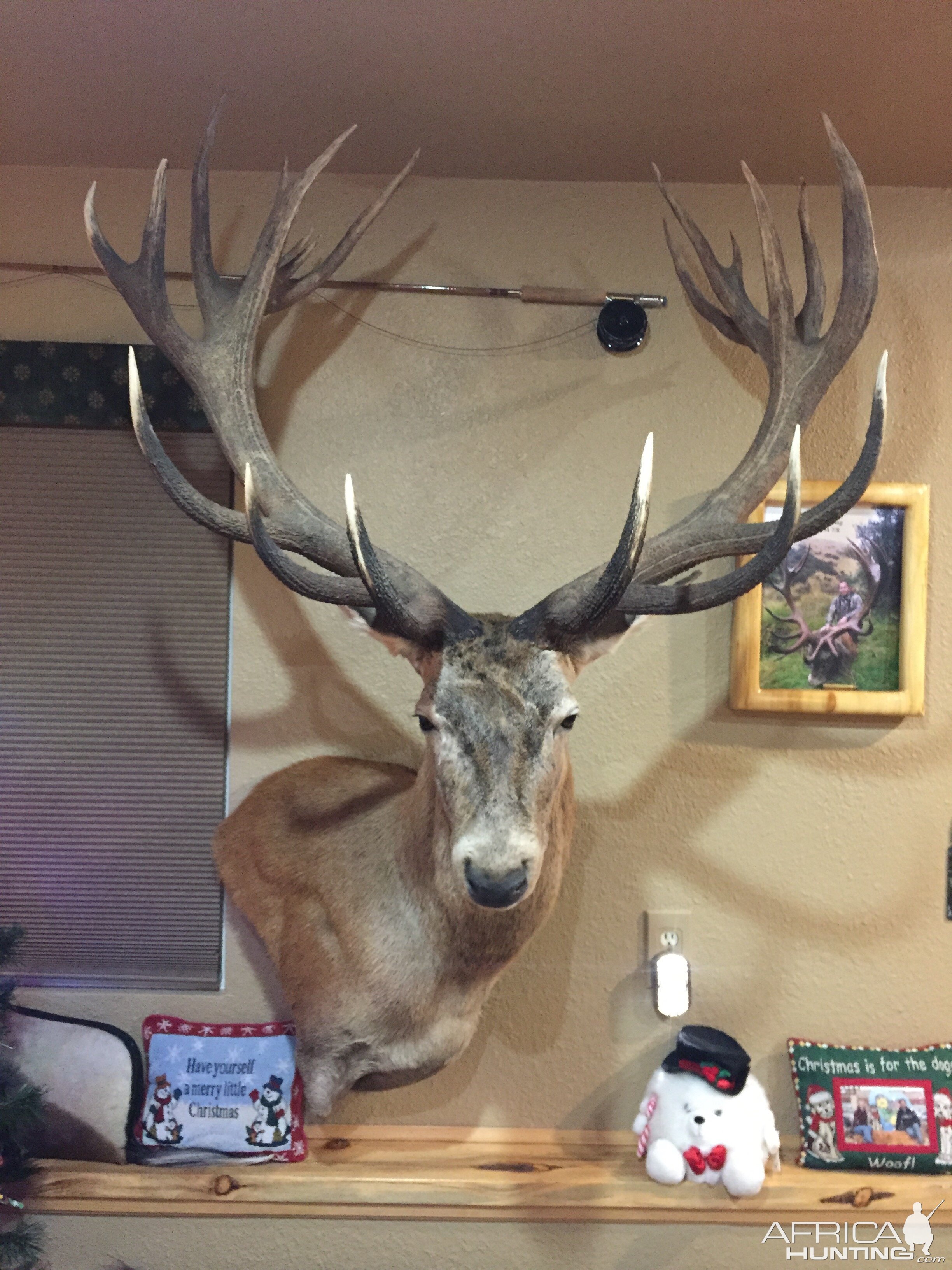 Red Stag Shoulder Mount Taxidermy