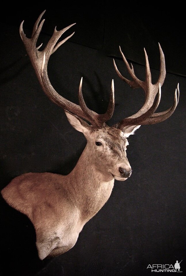 Red Stag Shoulder Mount Taxidermy