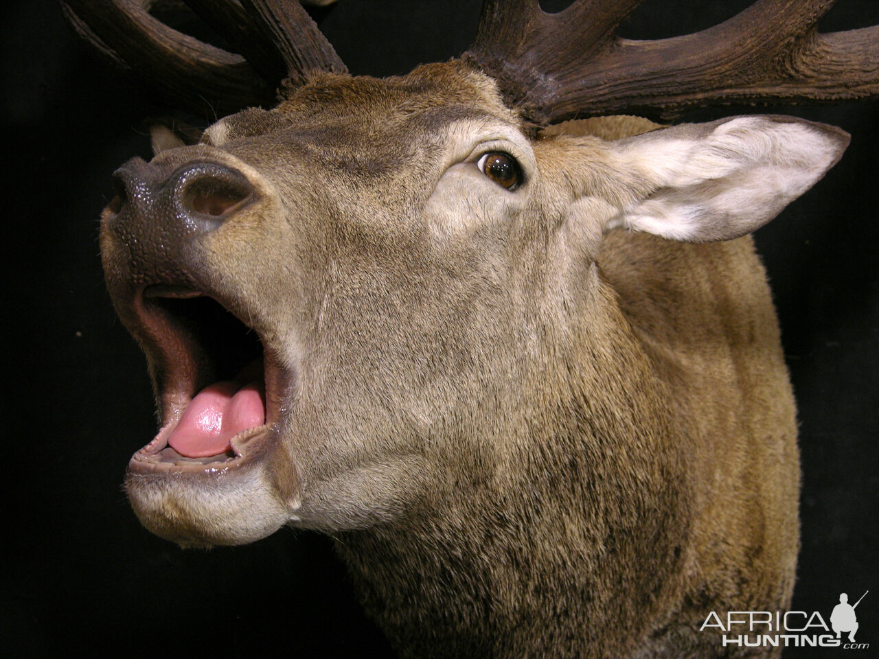 Red Stag Shoulder Mount Taxidermy