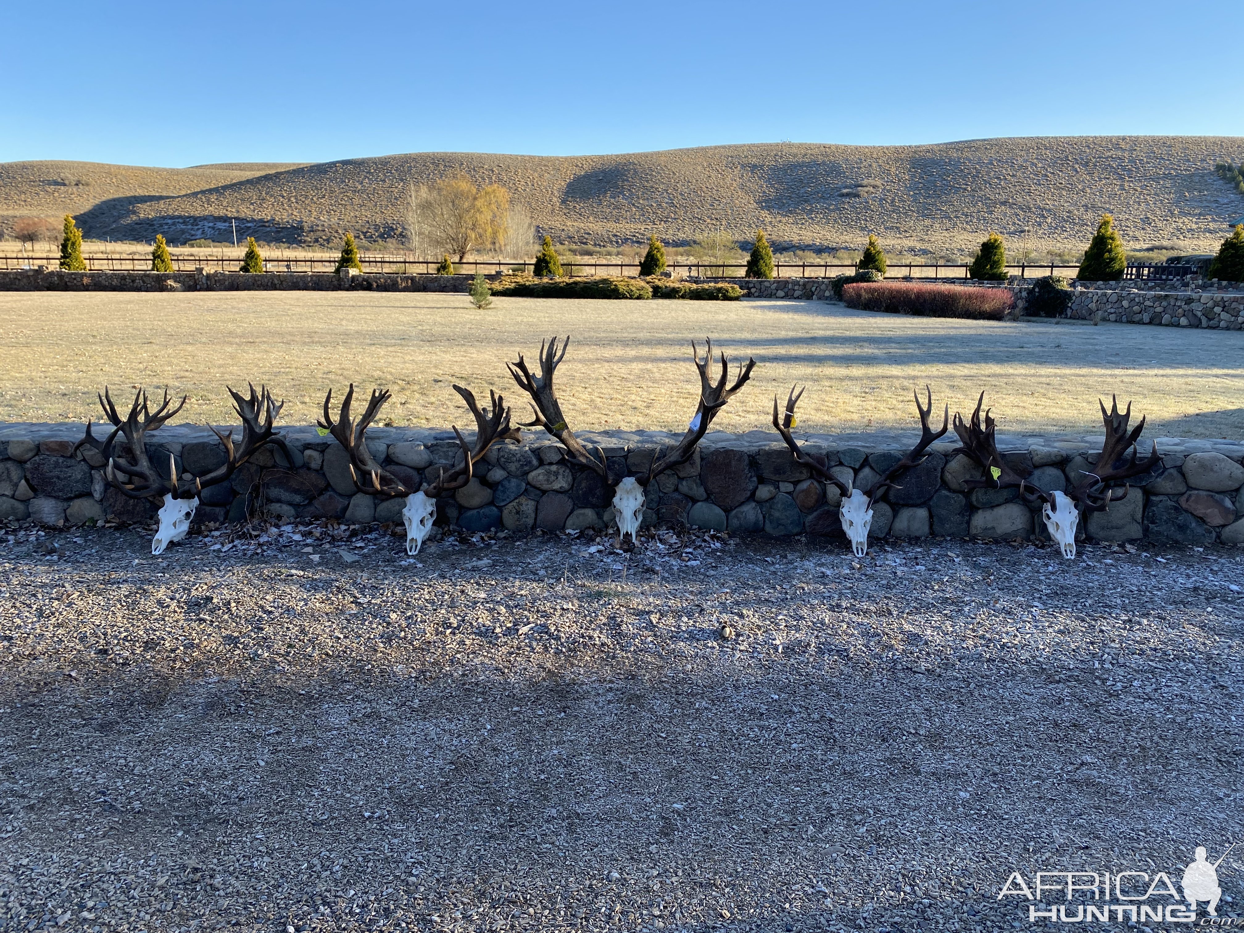 Red Stag Skulls