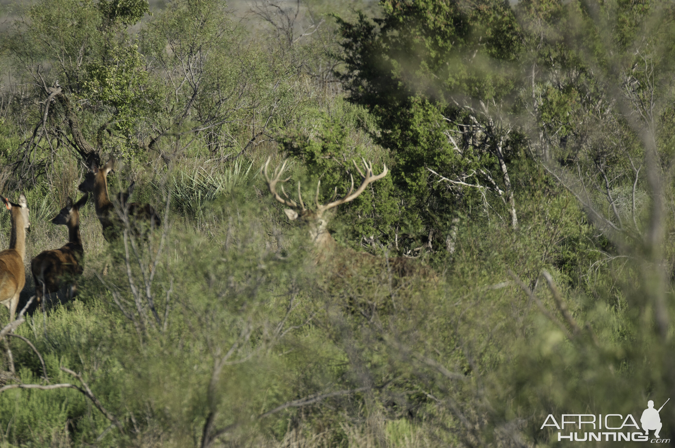 Red Stag Texas