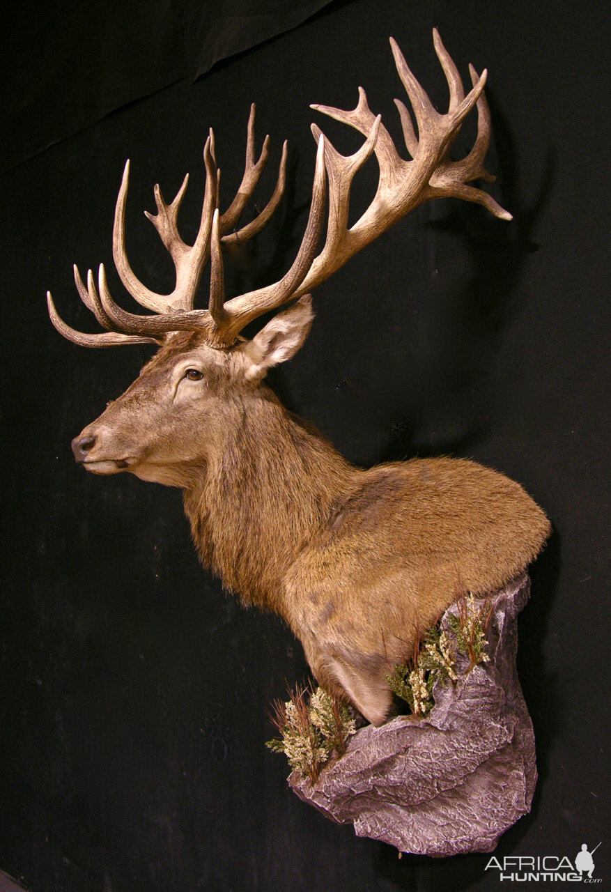 Red Stag Wall pedestal with Habitat Taxidermy