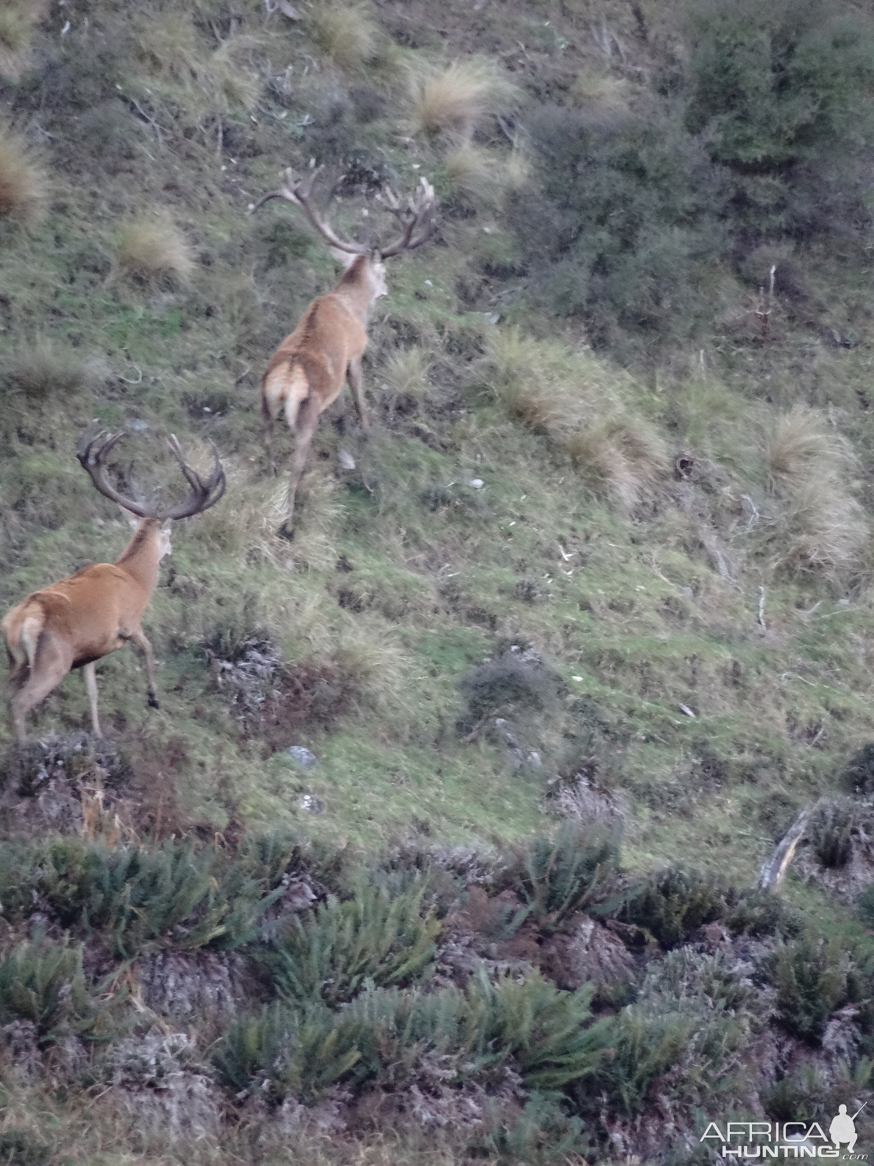 Red Stags New Zealand