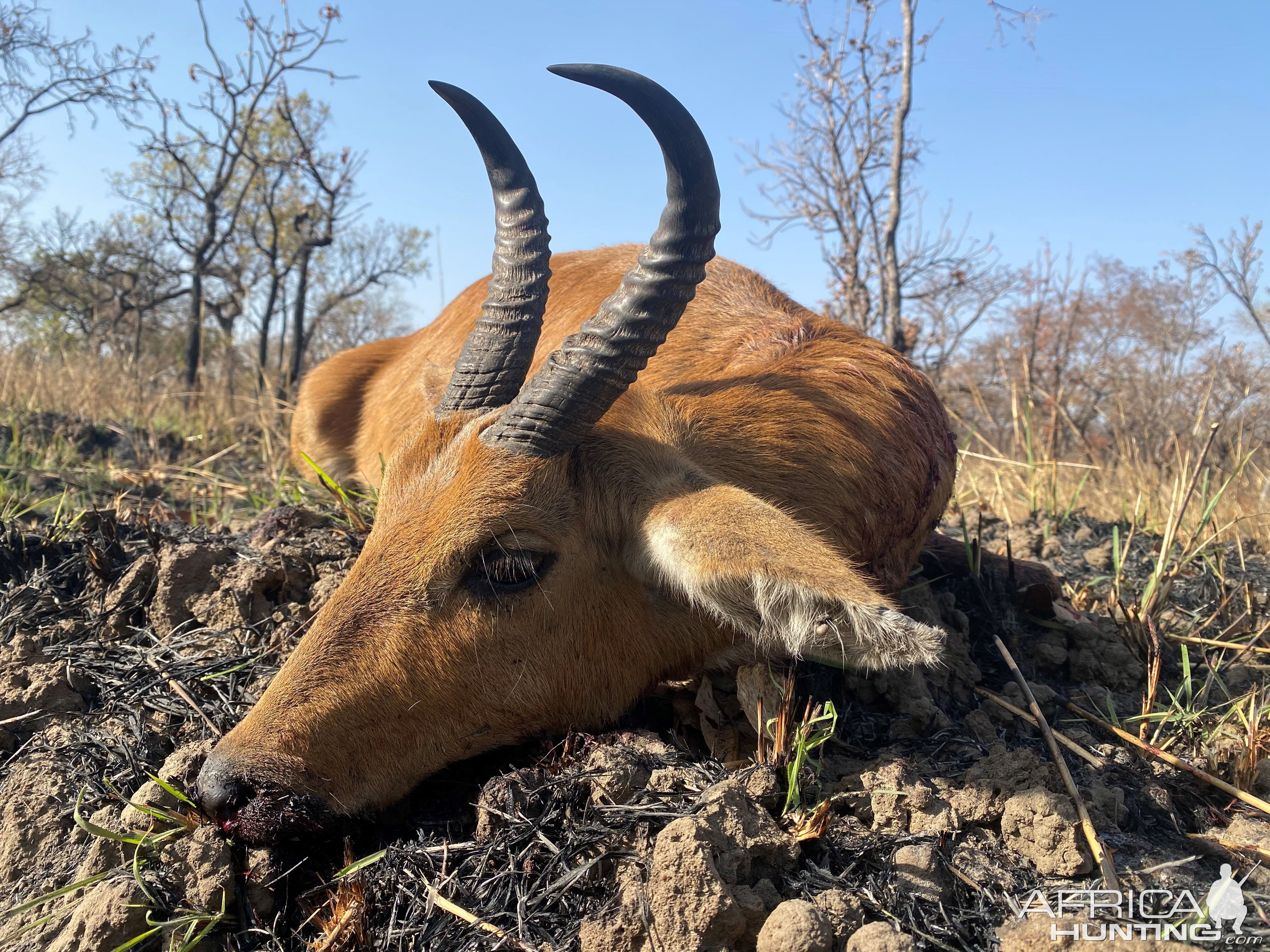 Reedbuck Hunting Cameroon