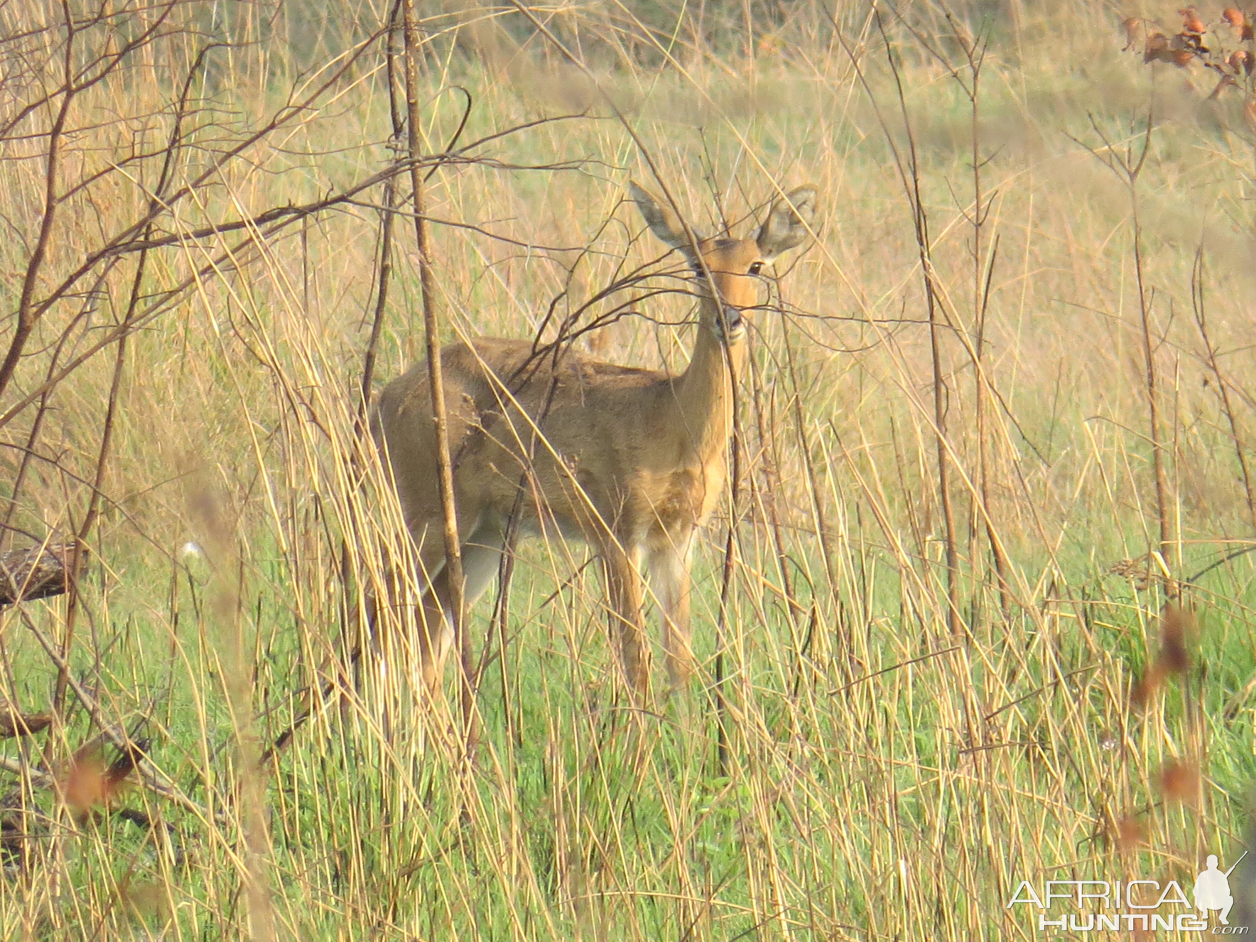 Reedbuck in Mozambique