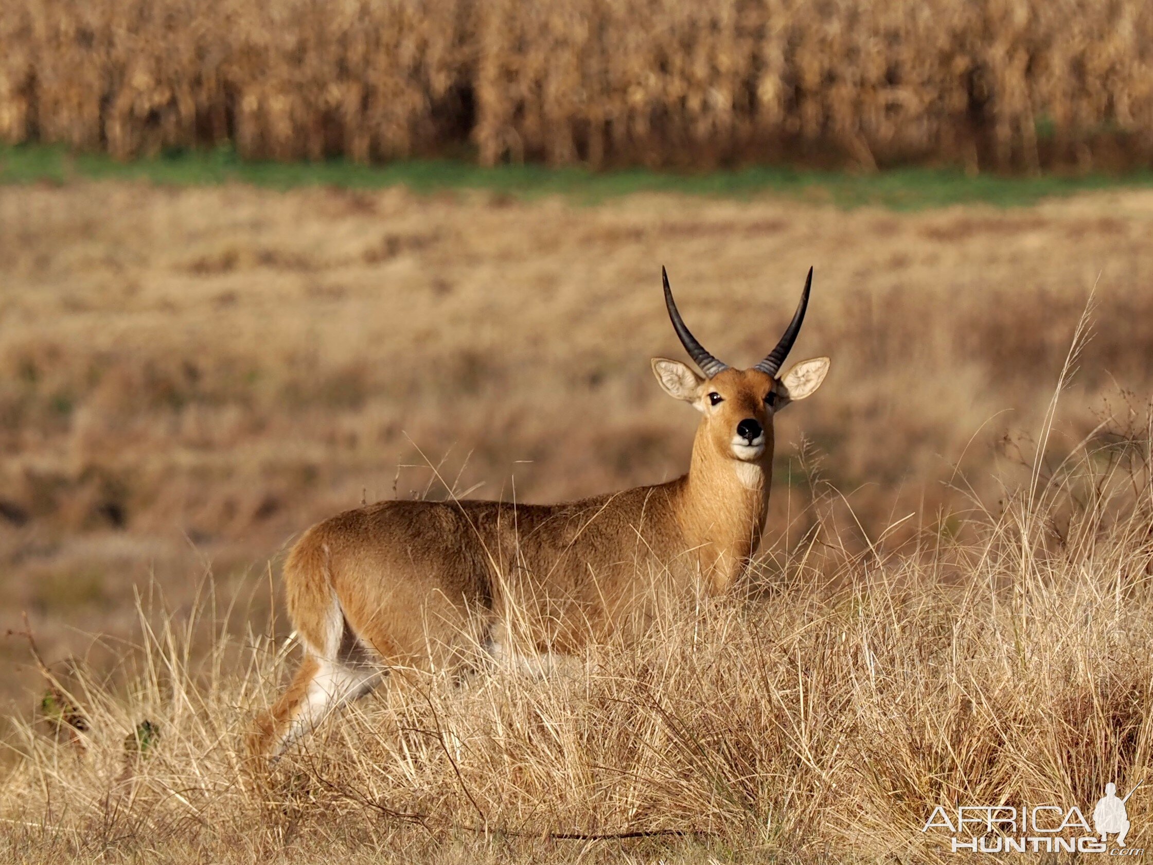 Reedbuck South Africa